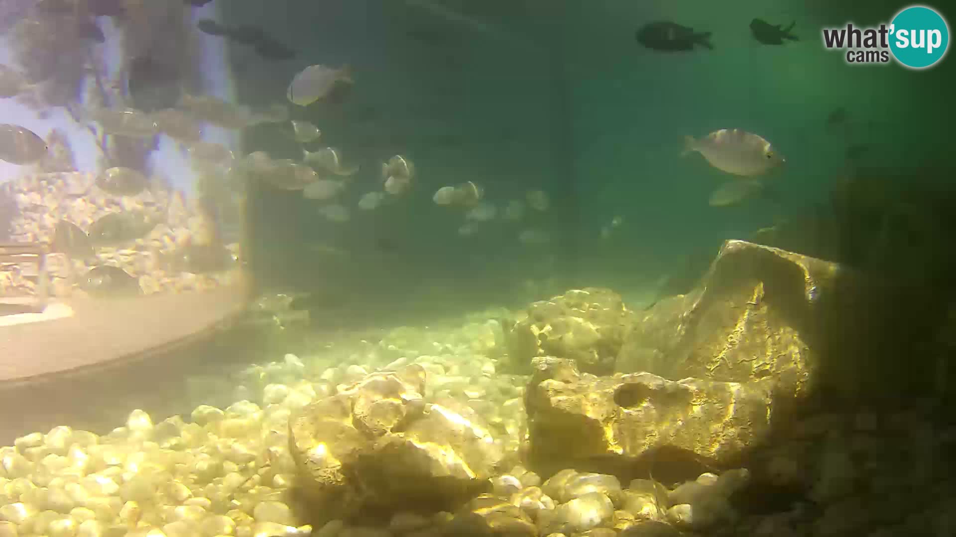Zunanji morski akvarij Rogoznica spletna kamera Hrvaška