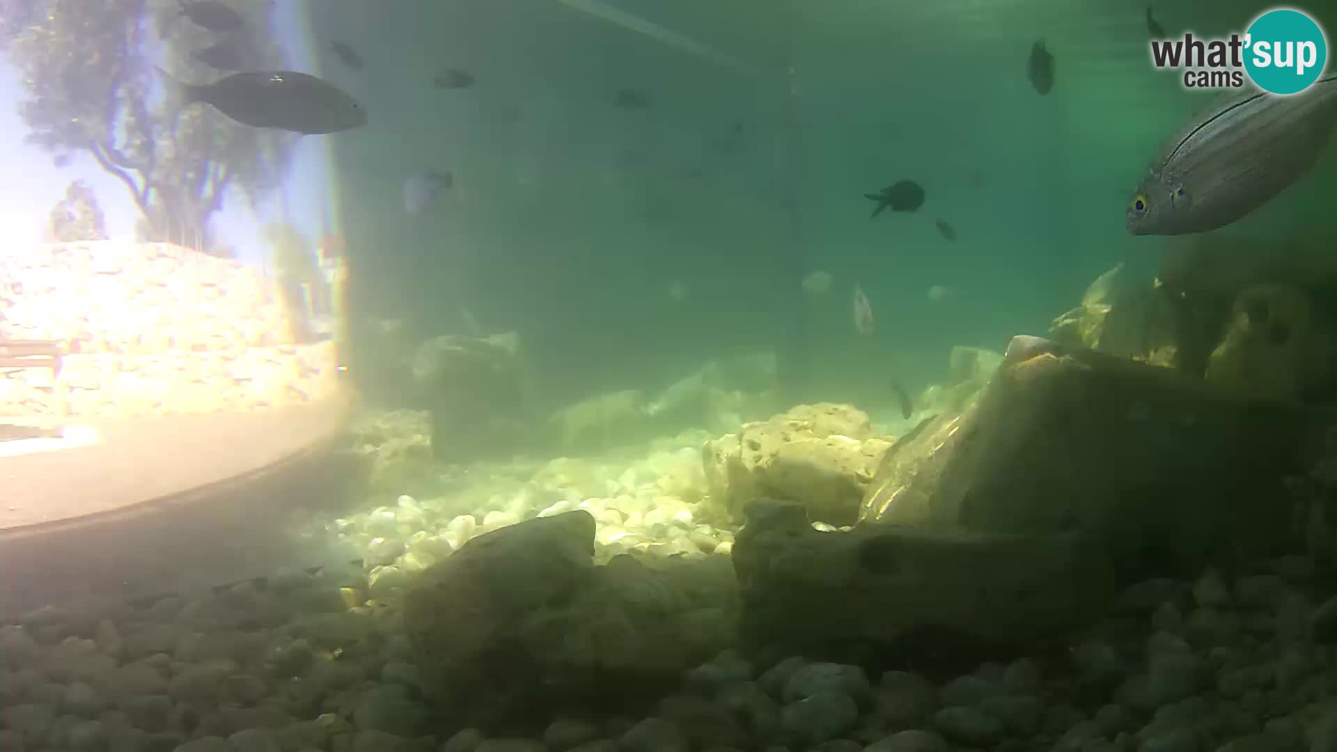 Zunanji morski akvarij Rogoznica spletna kamera Hrvaška