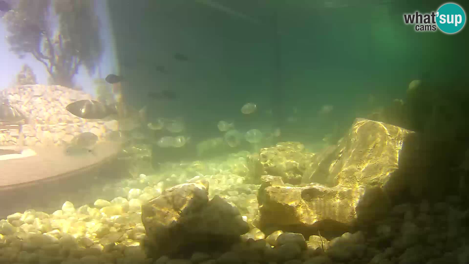 Aquario marino esterno –  Rogoznica livecam Croazia