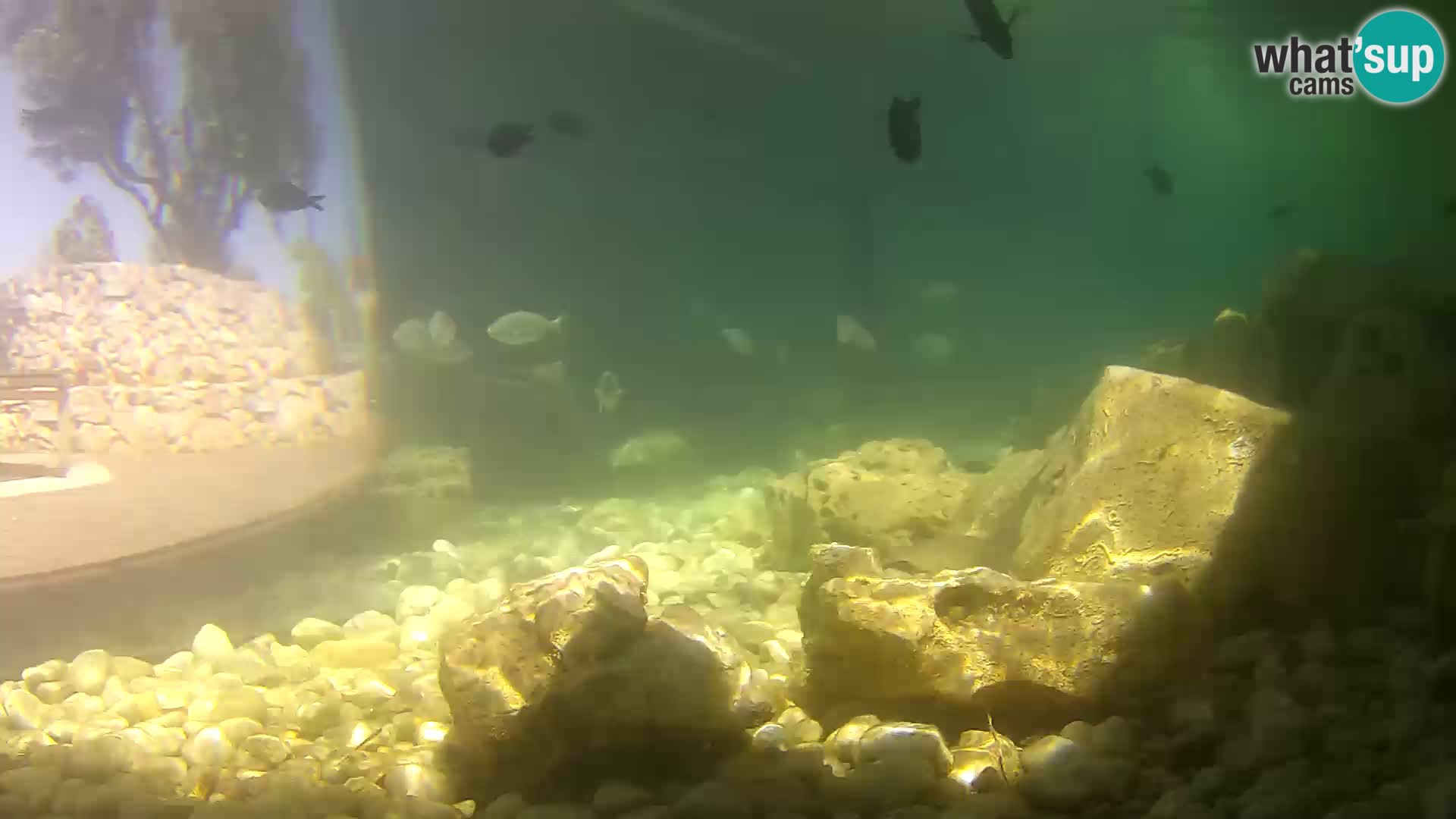 Acuario marino al aire libre Rogoznica webcam Croacia