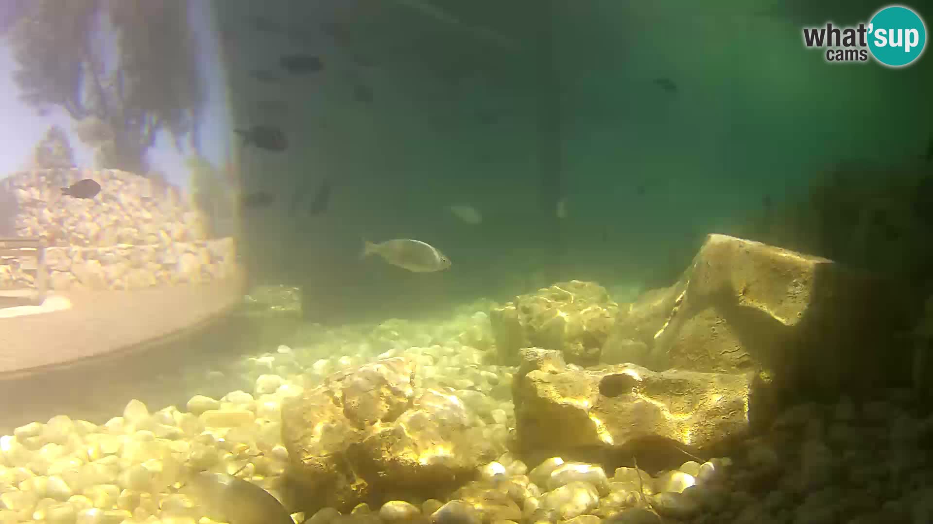 Aquario marino esterno –  Rogoznica livecam Croazia