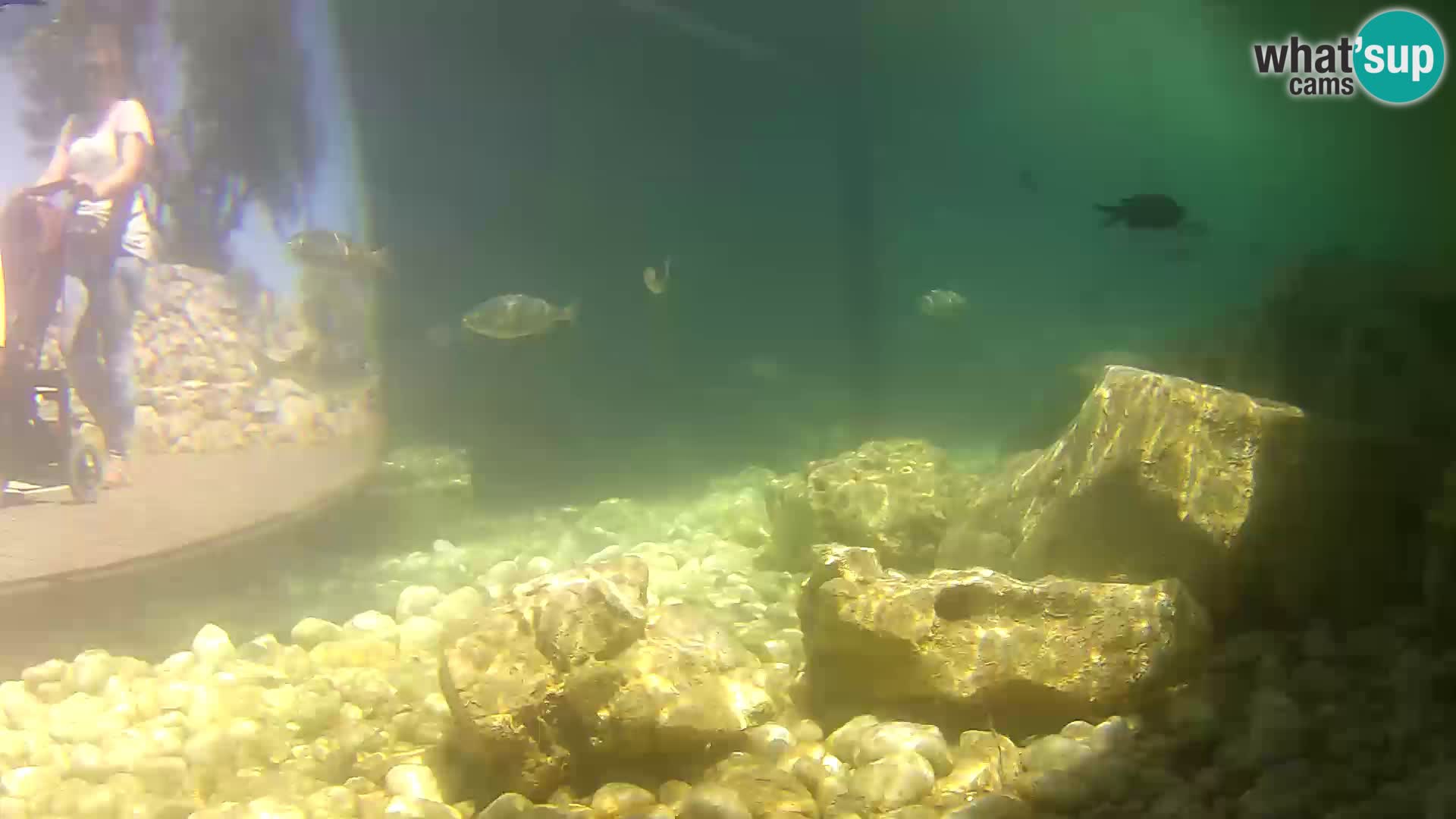 Marine Aquarium im Freien Rogoznica webcam Kroatien
