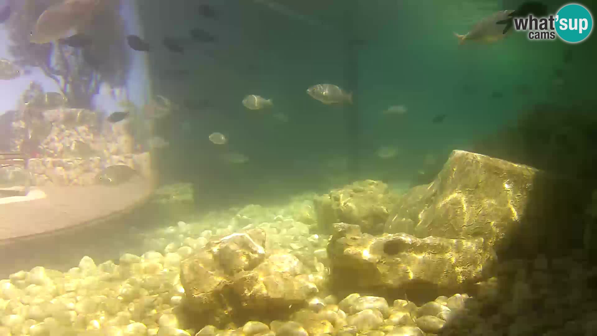 Outdoor Marine Aquarium Rogoznica webcam Croatia