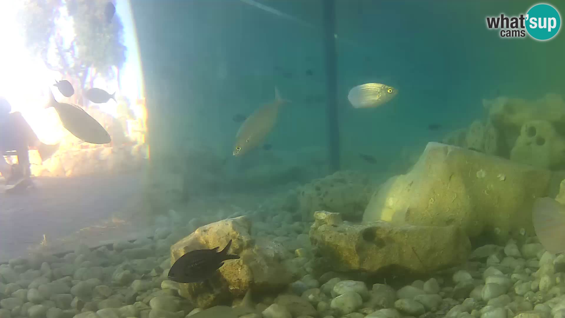 Zunanji morski akvarij Rogoznica spletna kamera Hrvaška