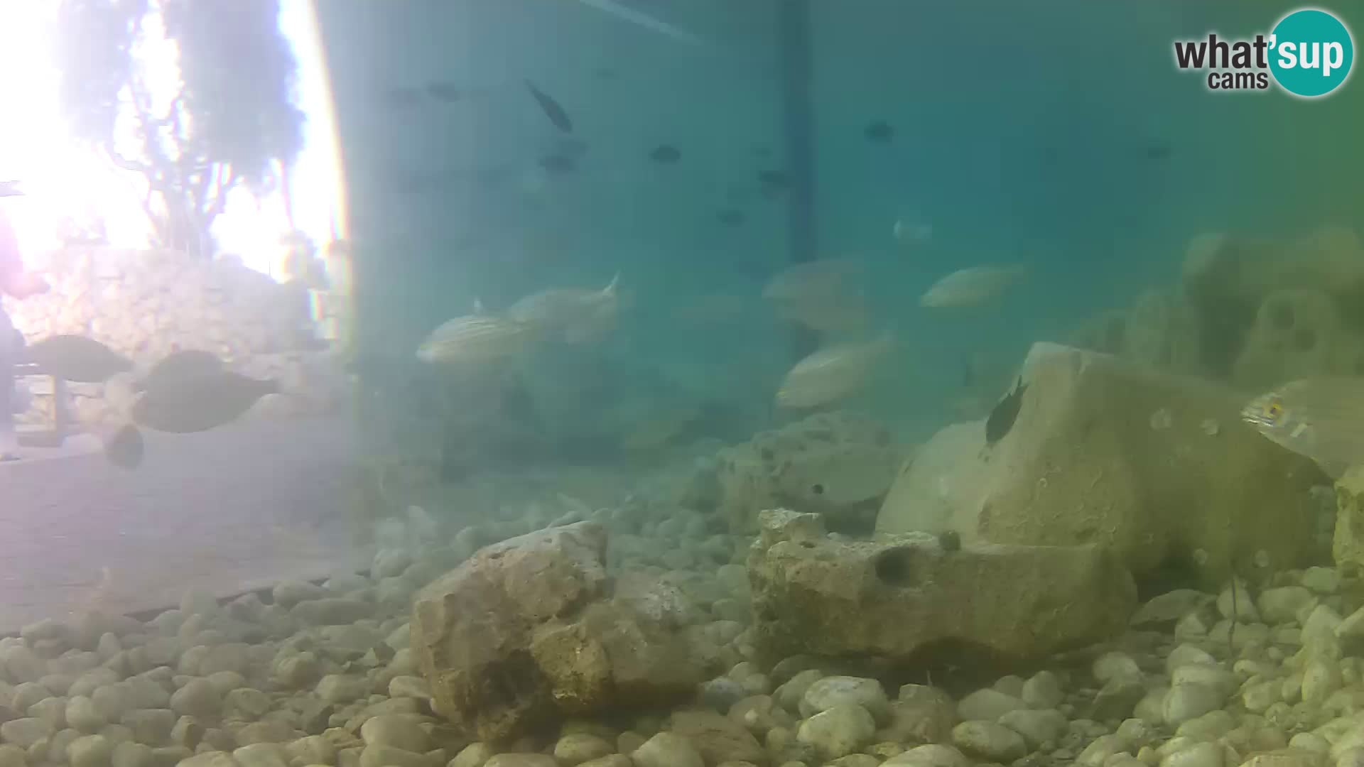 Aquario marino esterno –  Rogoznica livecam Croazia