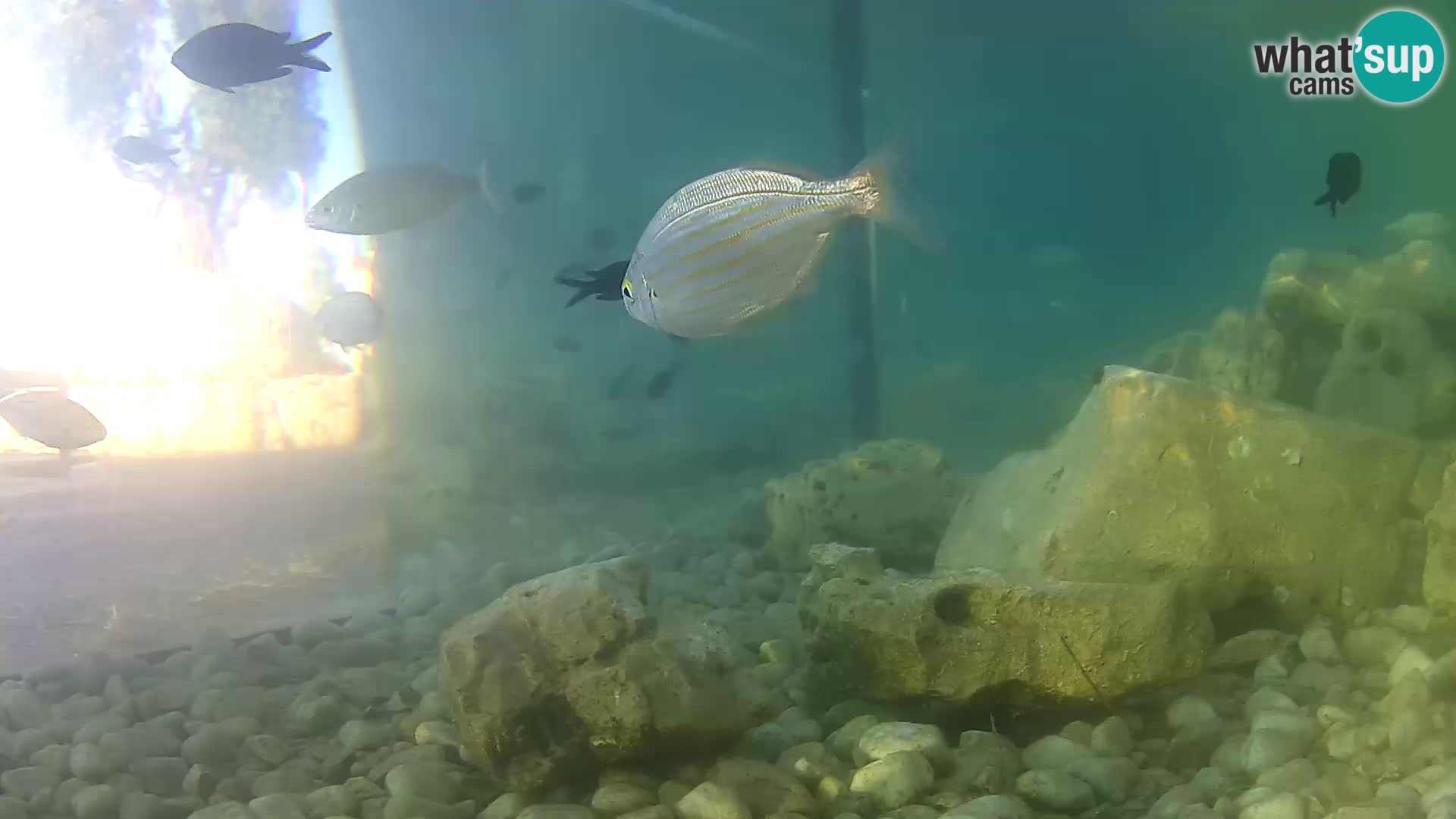 Webcam de l’aquarium marin extérieur de Rogoznica Croatie
