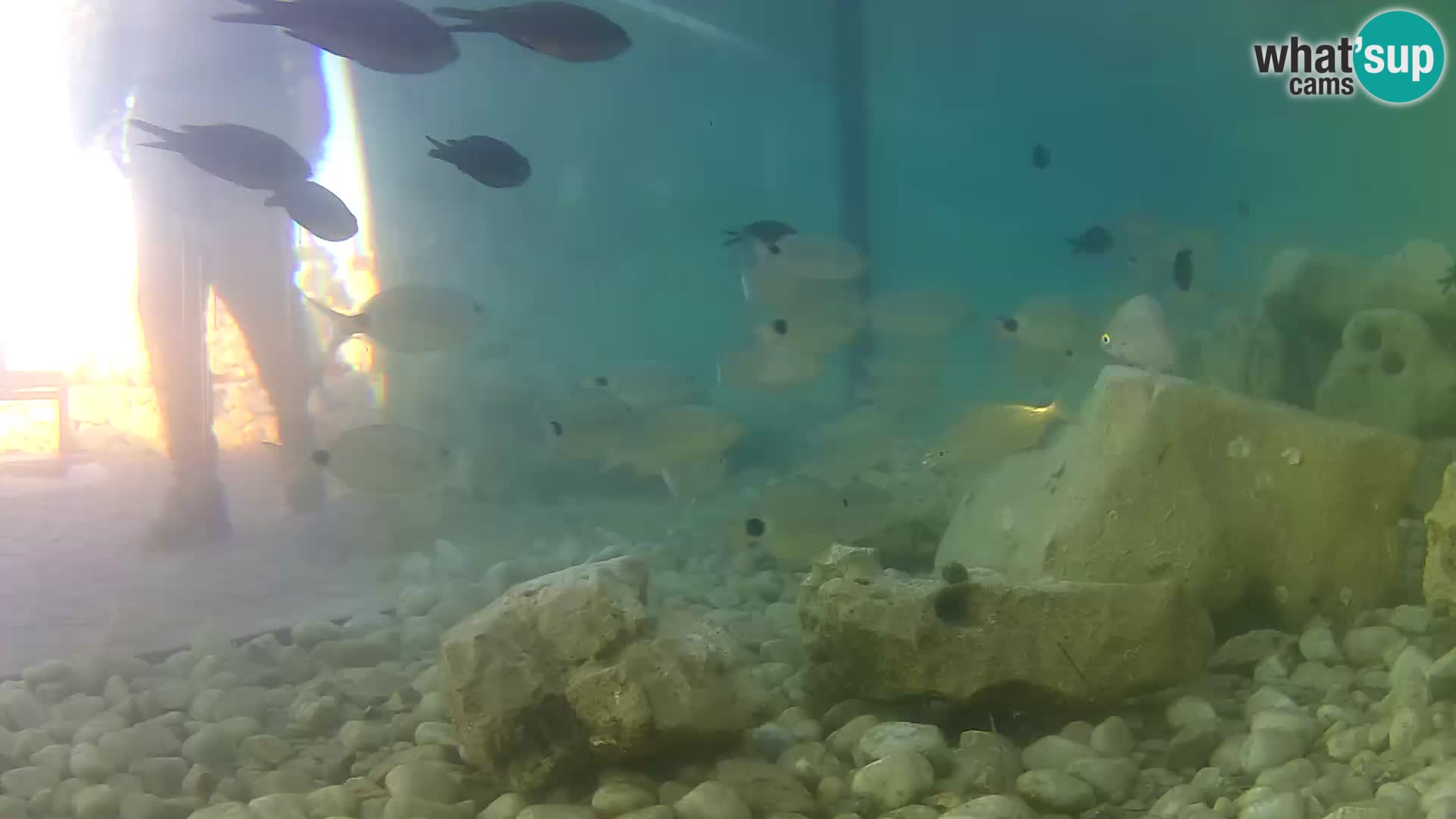Webcam de l’aquarium marin extérieur de Rogoznica Croatie