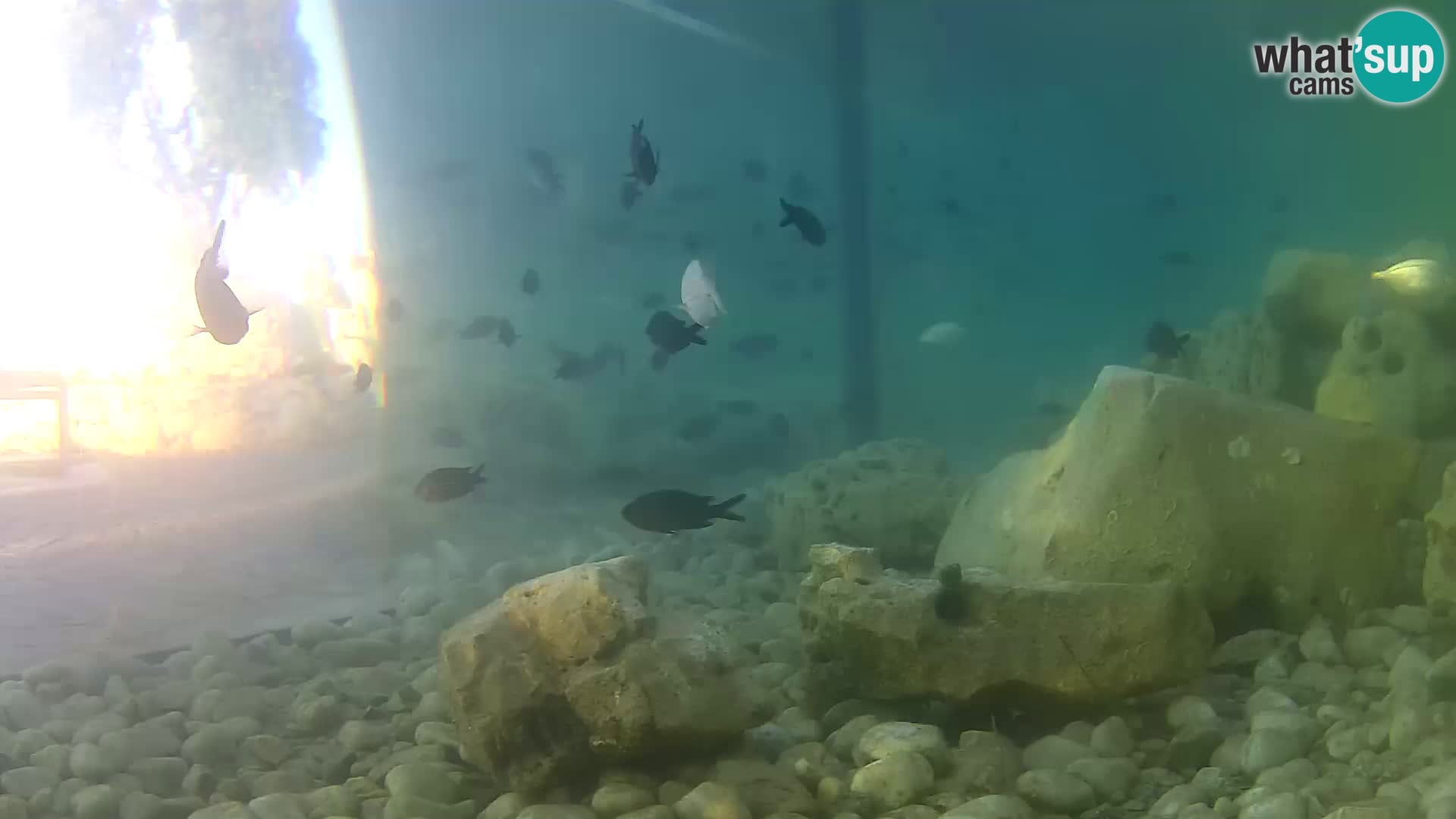 Webcam de l’aquarium marin extérieur de Rogoznica Croatie