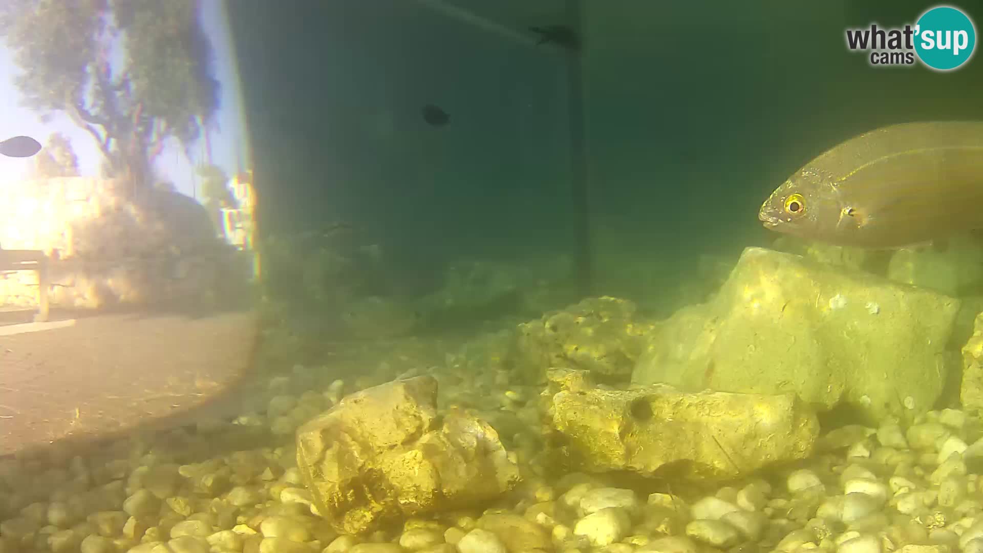 Acuario marino al aire libre Rogoznica webcam Croacia