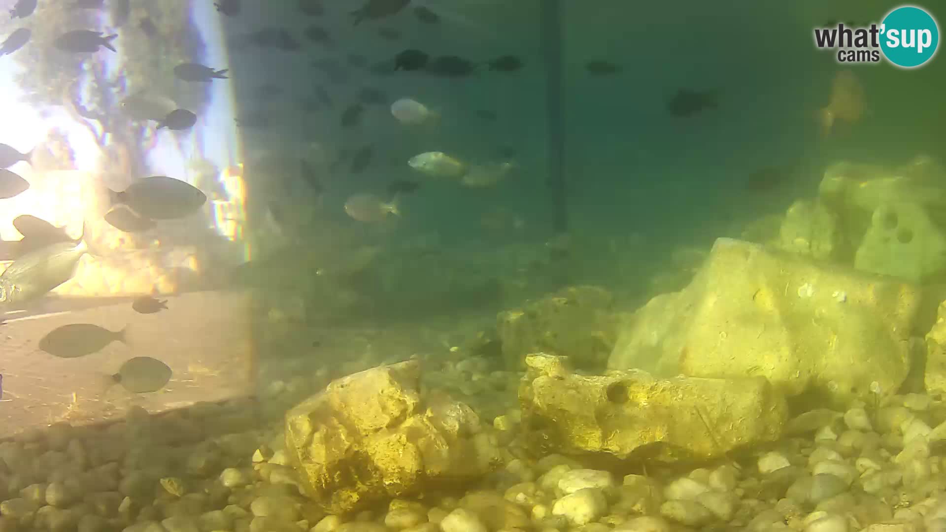 Zunanji morski akvarij Rogoznica spletna kamera Hrvaška