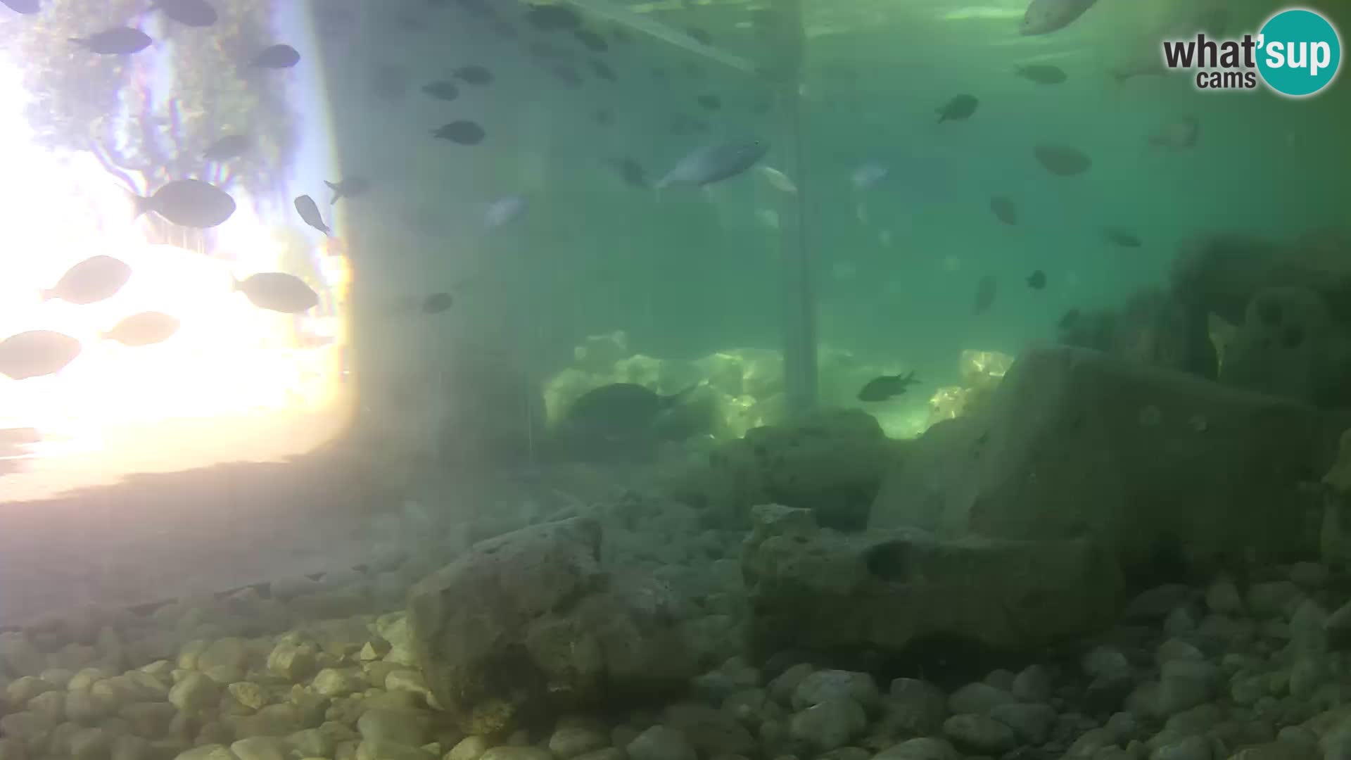 Aquario marino esterno –  Rogoznica livecam Croazia