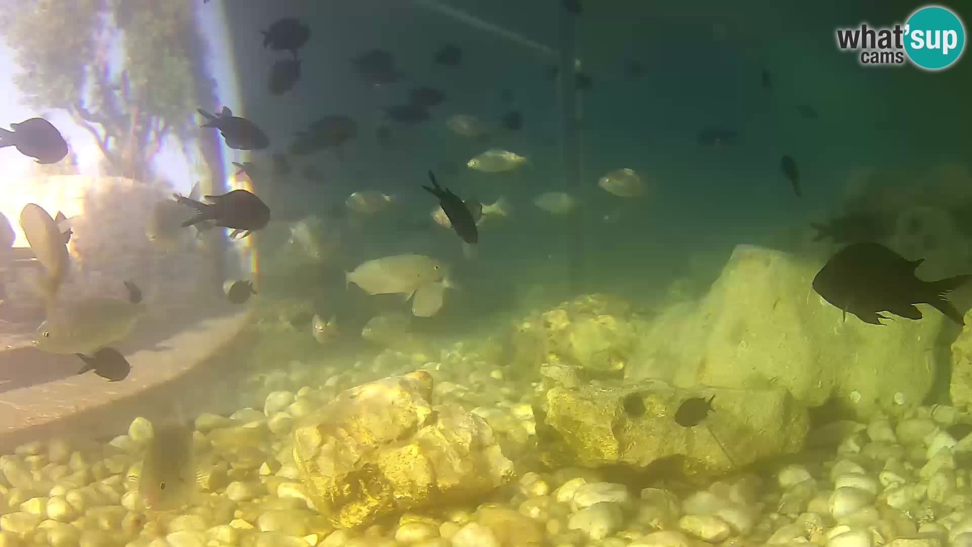 Acuario marino al aire libre Rogoznica webcam Croacia