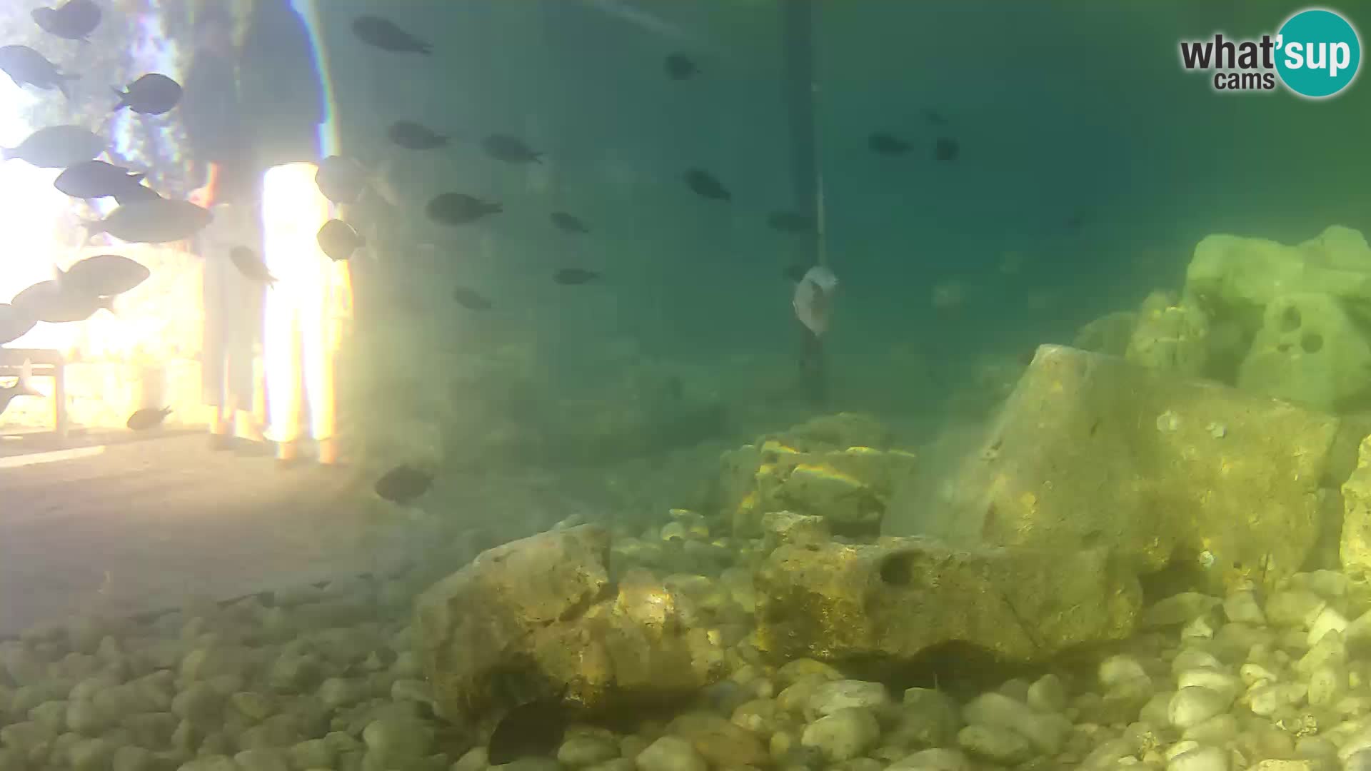 Outdoor Marine Aquarium Rogoznica webcam Croatia