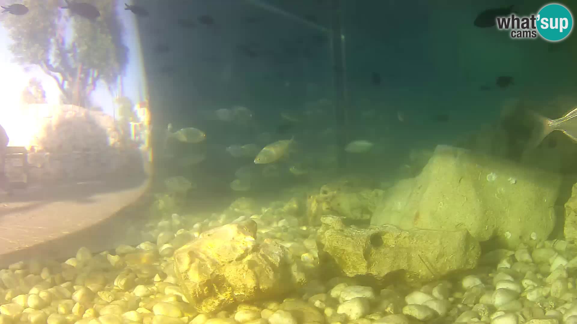 Acuario marino al aire libre Rogoznica webcam Croacia