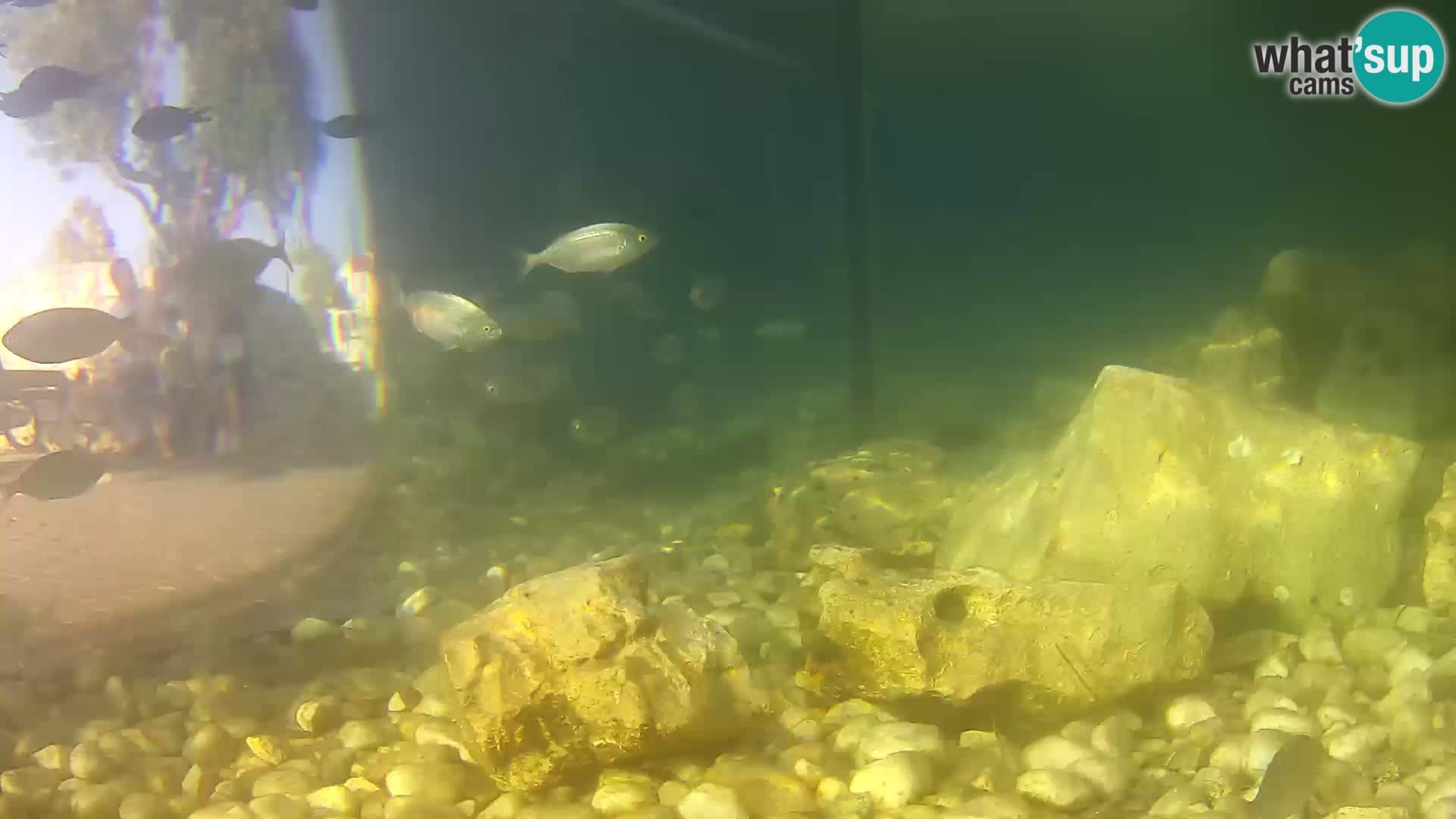 Zunanji morski akvarij Rogoznica spletna kamera Hrvaška