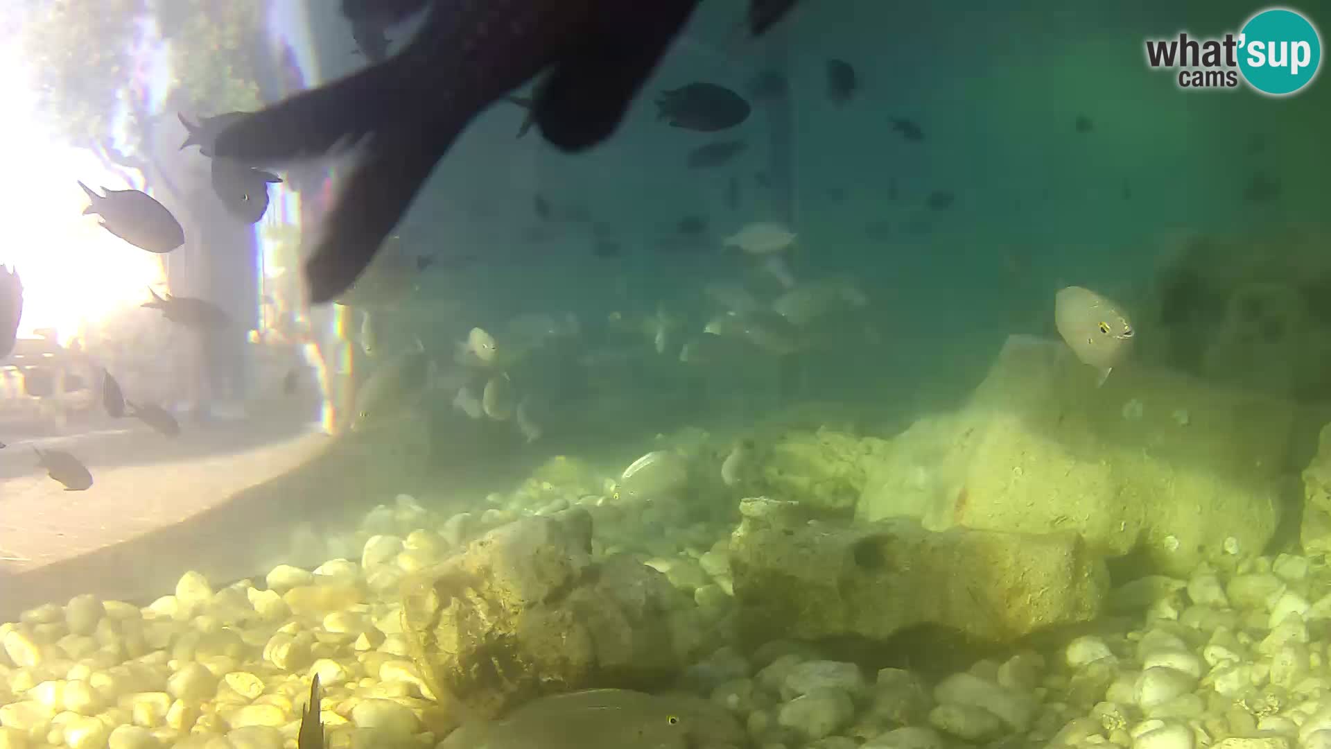 Zunanji morski akvarij Rogoznica spletna kamera Hrvaška