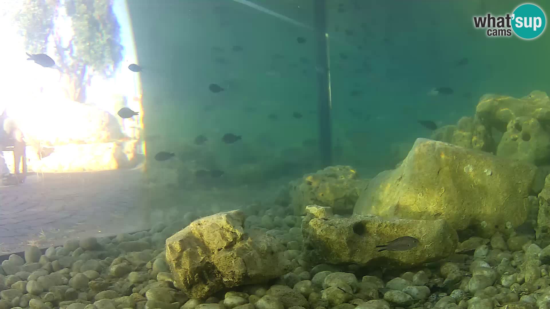 Outdoor Marine Aquarium Rogoznica webcam Croatia