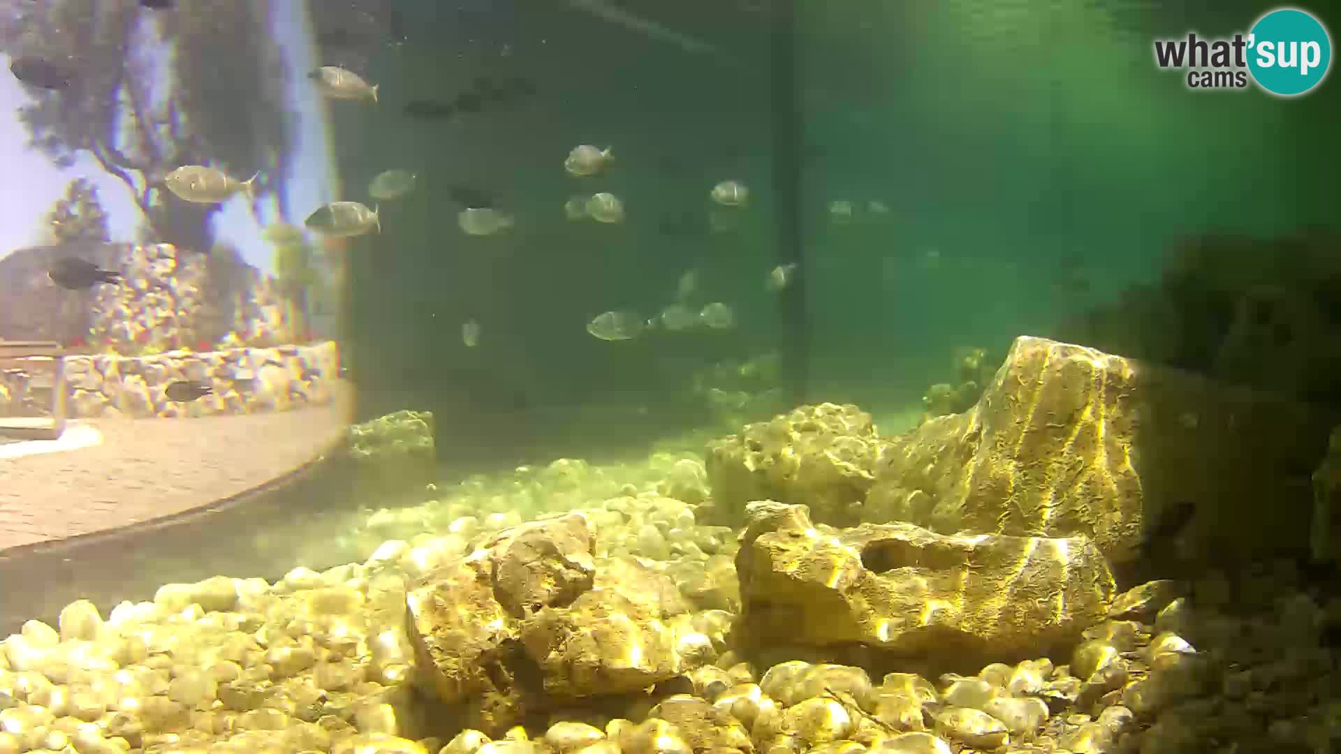 Outdoor Marine Aquarium Rogoznica webcam Croatia