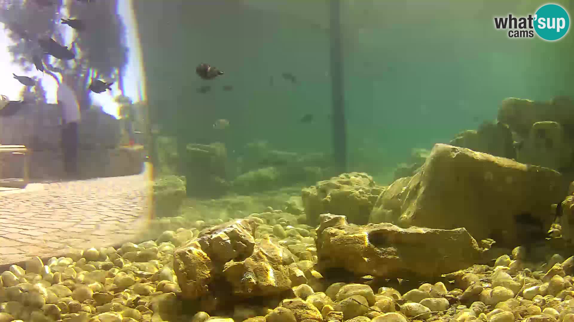 Aquario marino esterno –  Rogoznica livecam Croazia