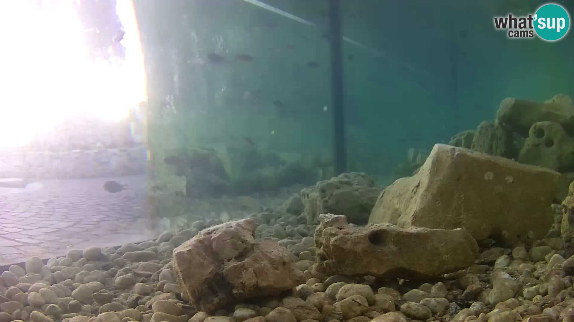 Outdoor Marine Aquarium Rogoznica webcam Croatia