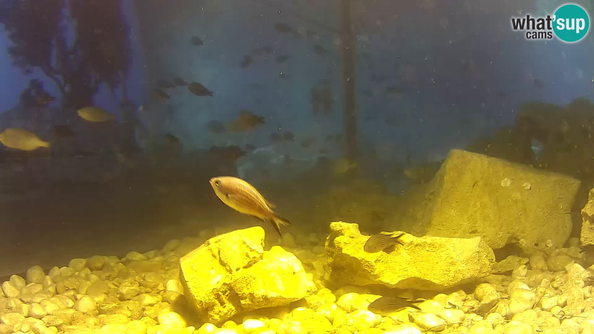 Outdoor Marine Aquarium Rogoznica webcam Croatia