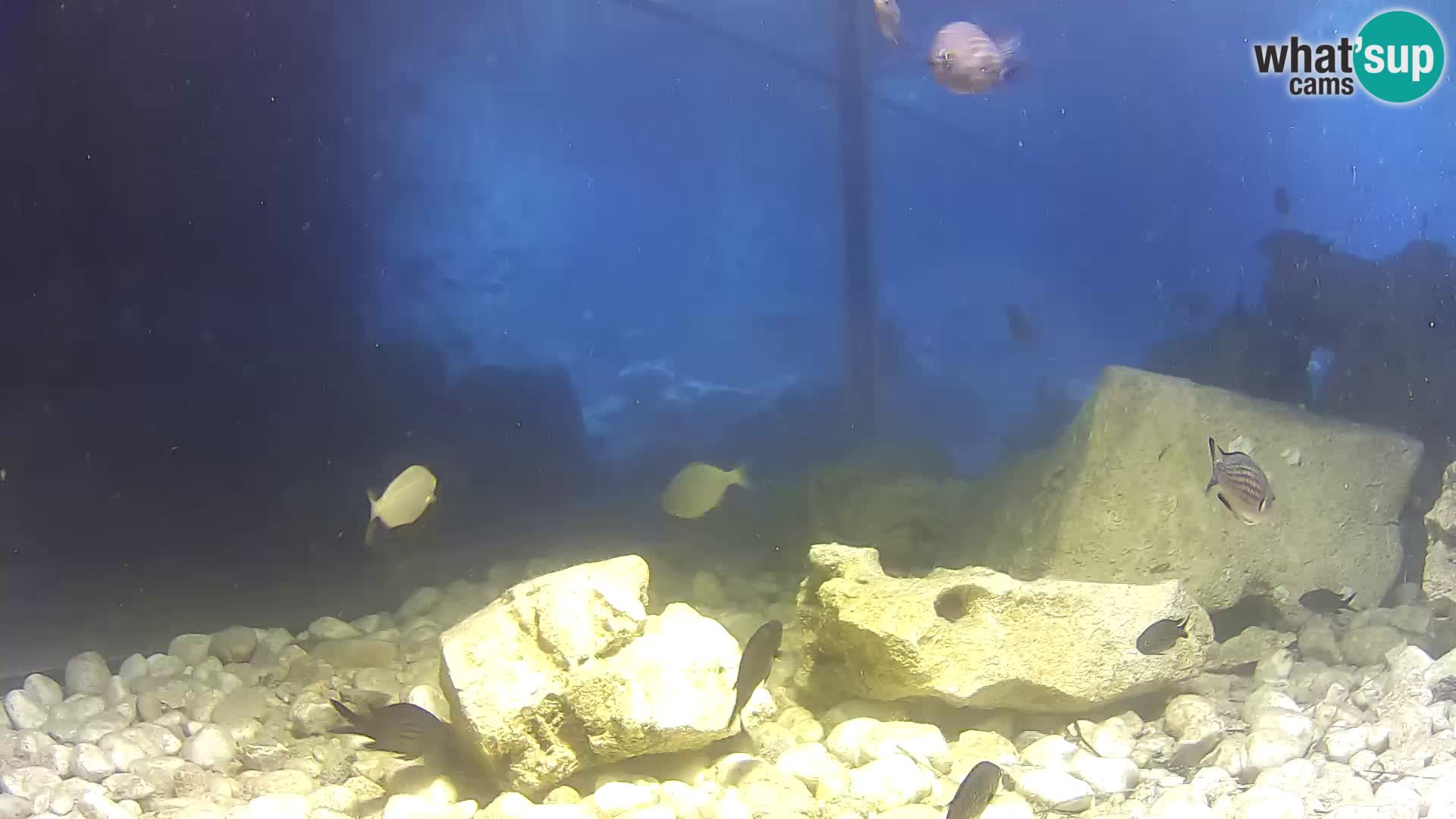 Marine Aquarium im Freien Rogoznica webcam Kroatien