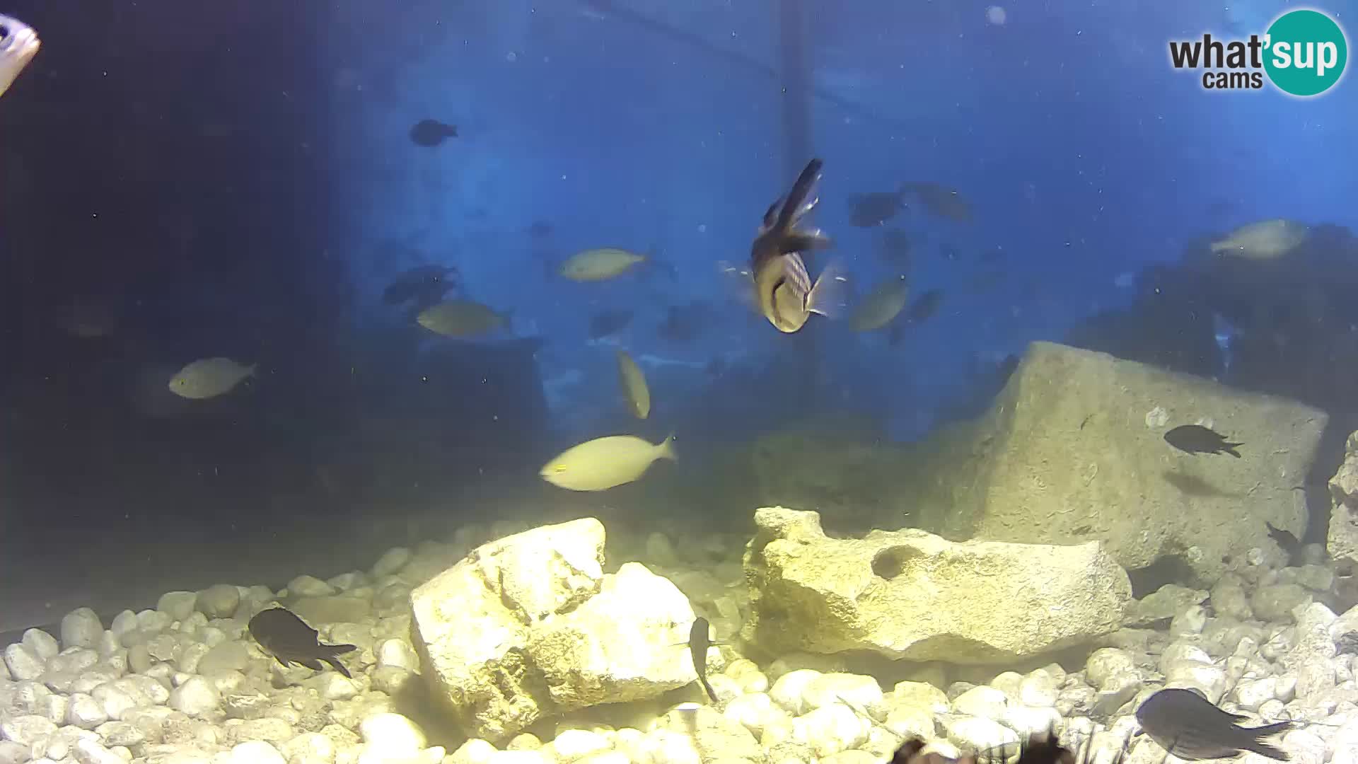 Outdoor Marine Aquarium Rogoznica webcam Croatia