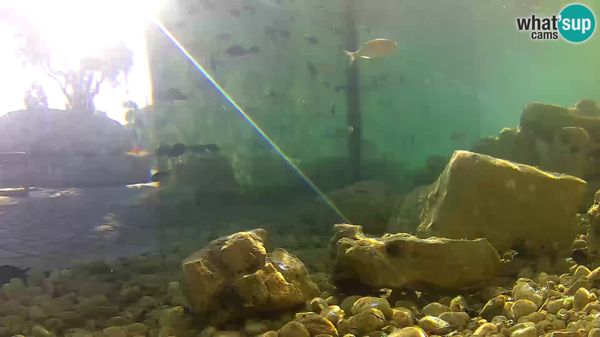 Outdoor Marine Aquarium Rogoznica webcam Croatia