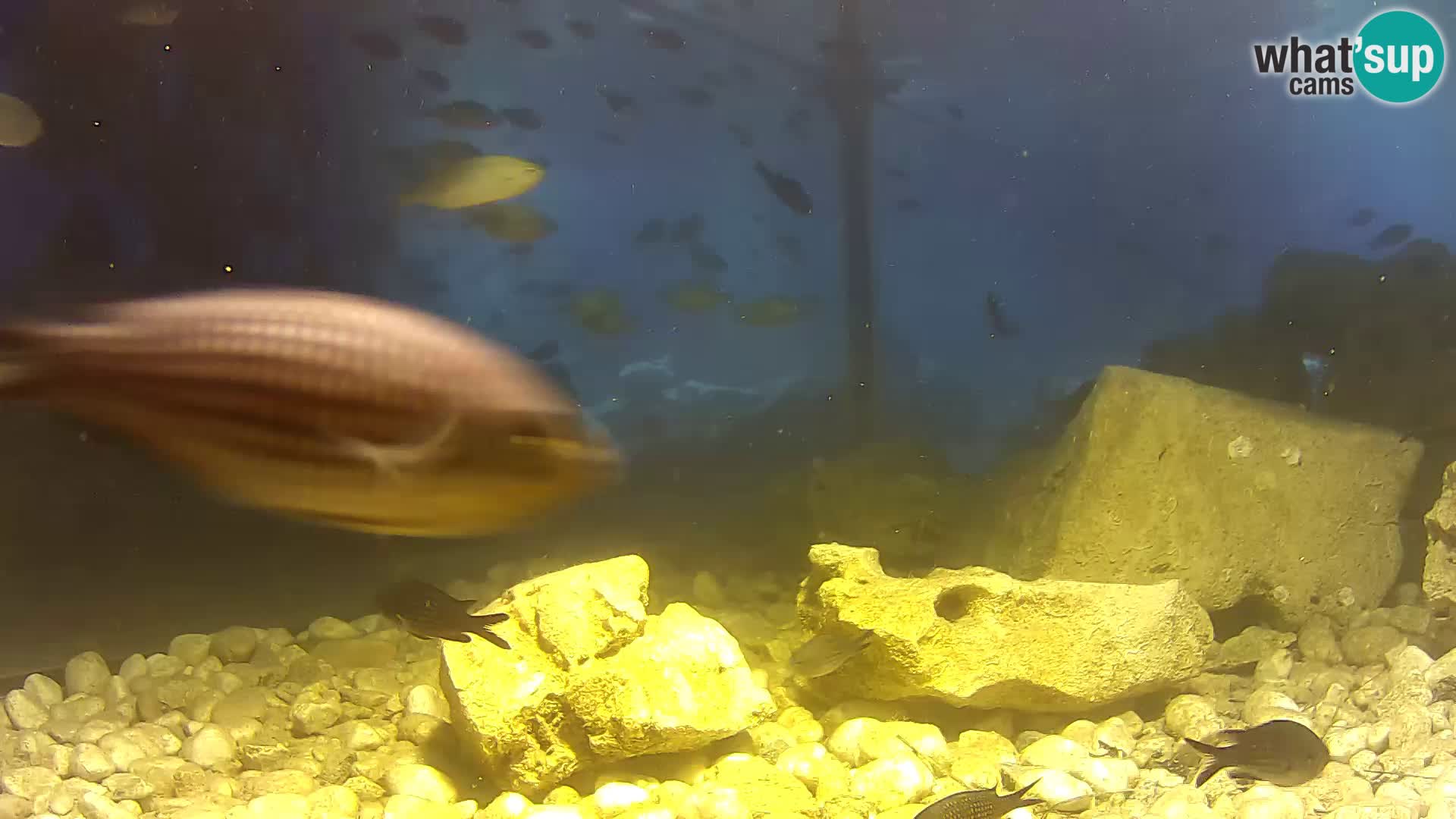 Webcam de l’aquarium marin extérieur de Rogoznica Croatie