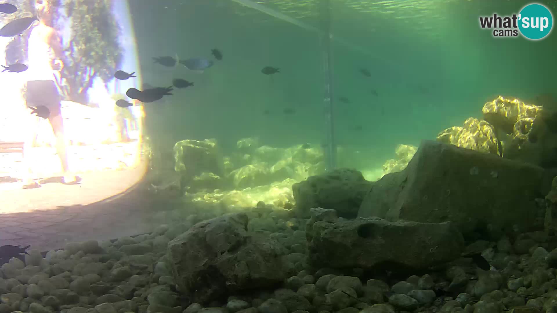 Outdoor Marine Aquarium Rogoznica webcam Croatia