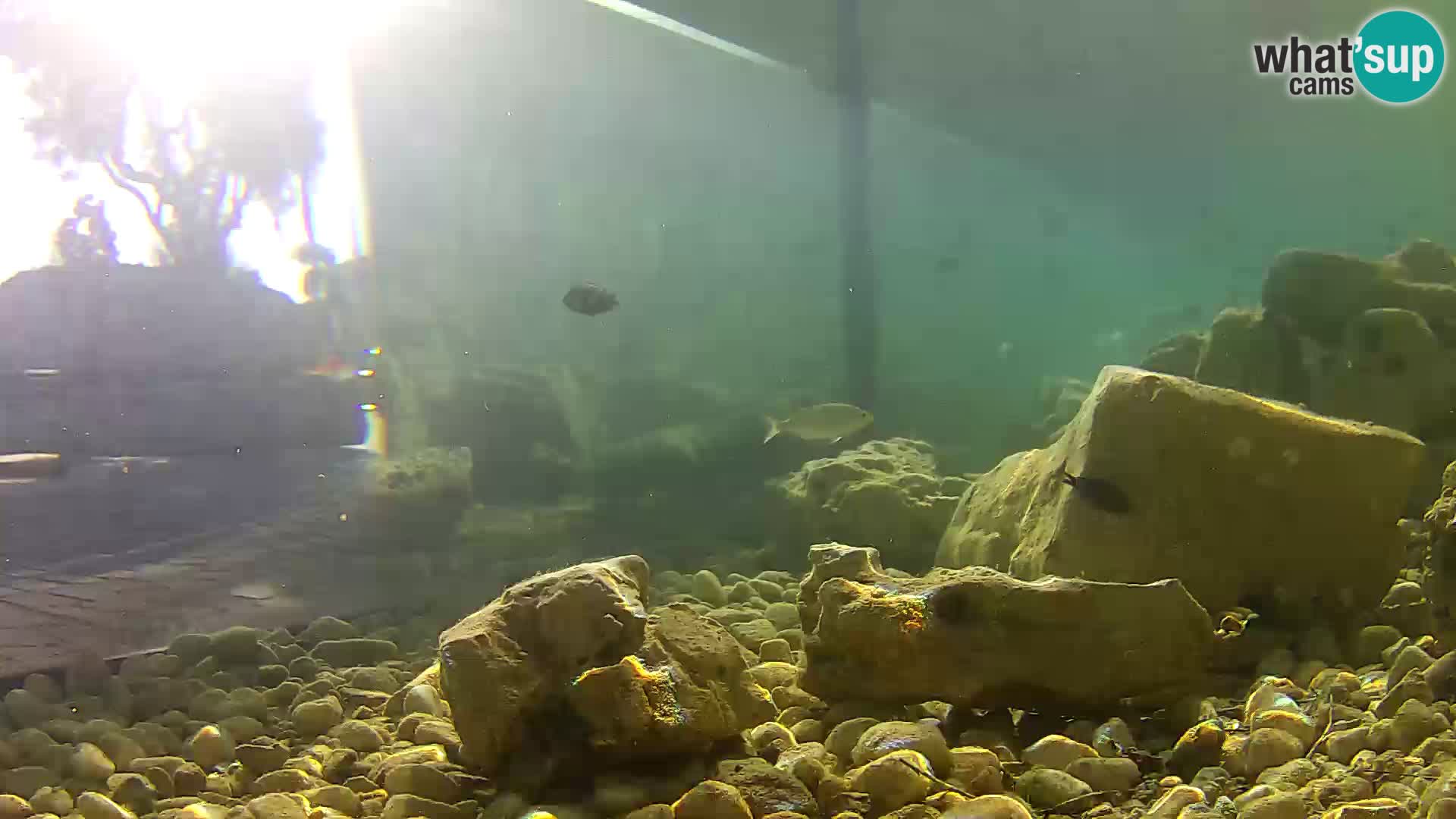 Aquario marino esterno –  Rogoznica livecam Croazia