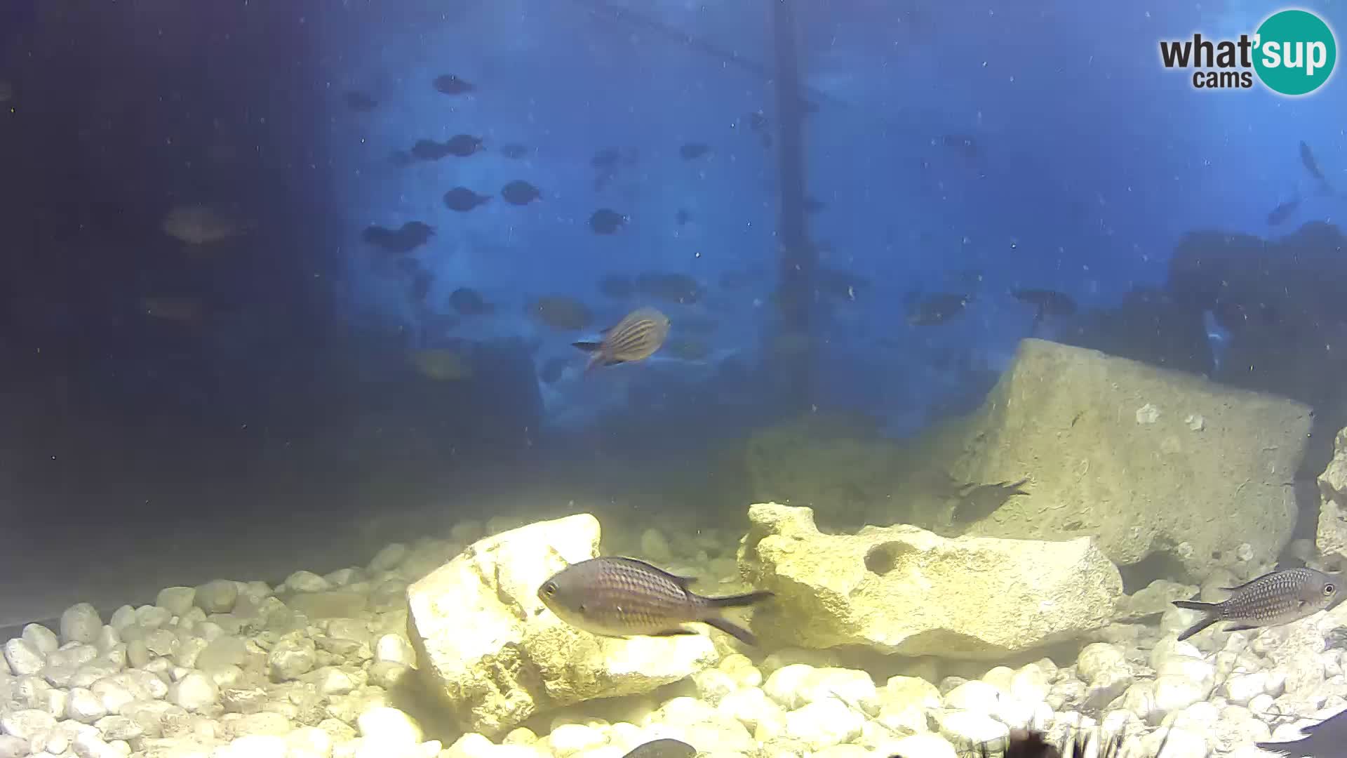 Outdoor Marine Aquarium Rogoznica webcam Croatia