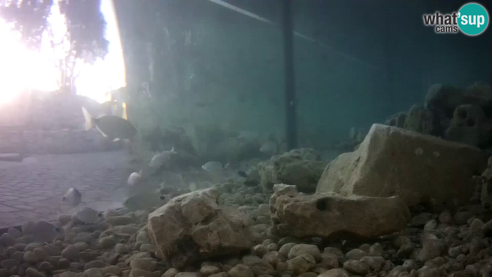 Outdoor Marine Aquarium Rogoznica webcam Croatia