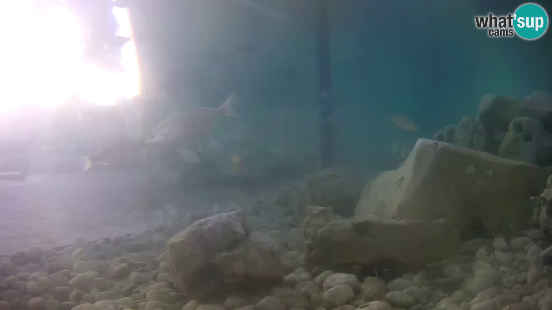 Aquario marino esterno –  Rogoznica livecam Croazia