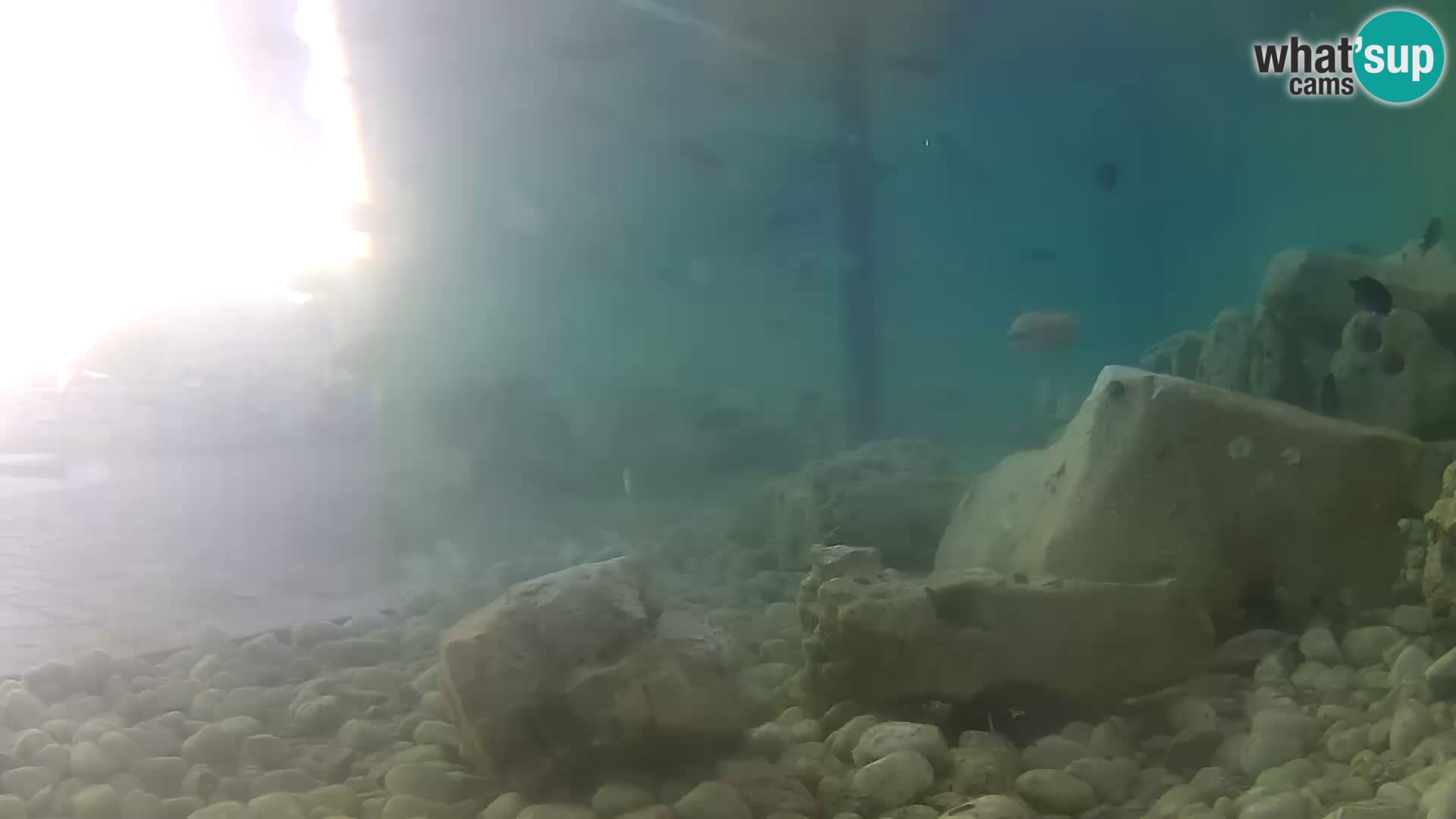 Acuario marino al aire libre Rogoznica webcam Croacia
