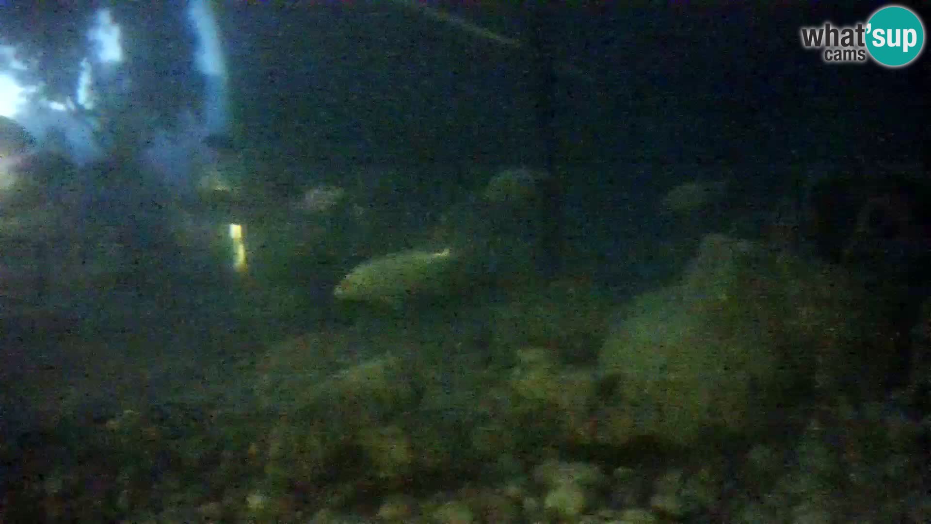 Zunanji morski akvarij Rogoznica spletna kamera Hrvaška