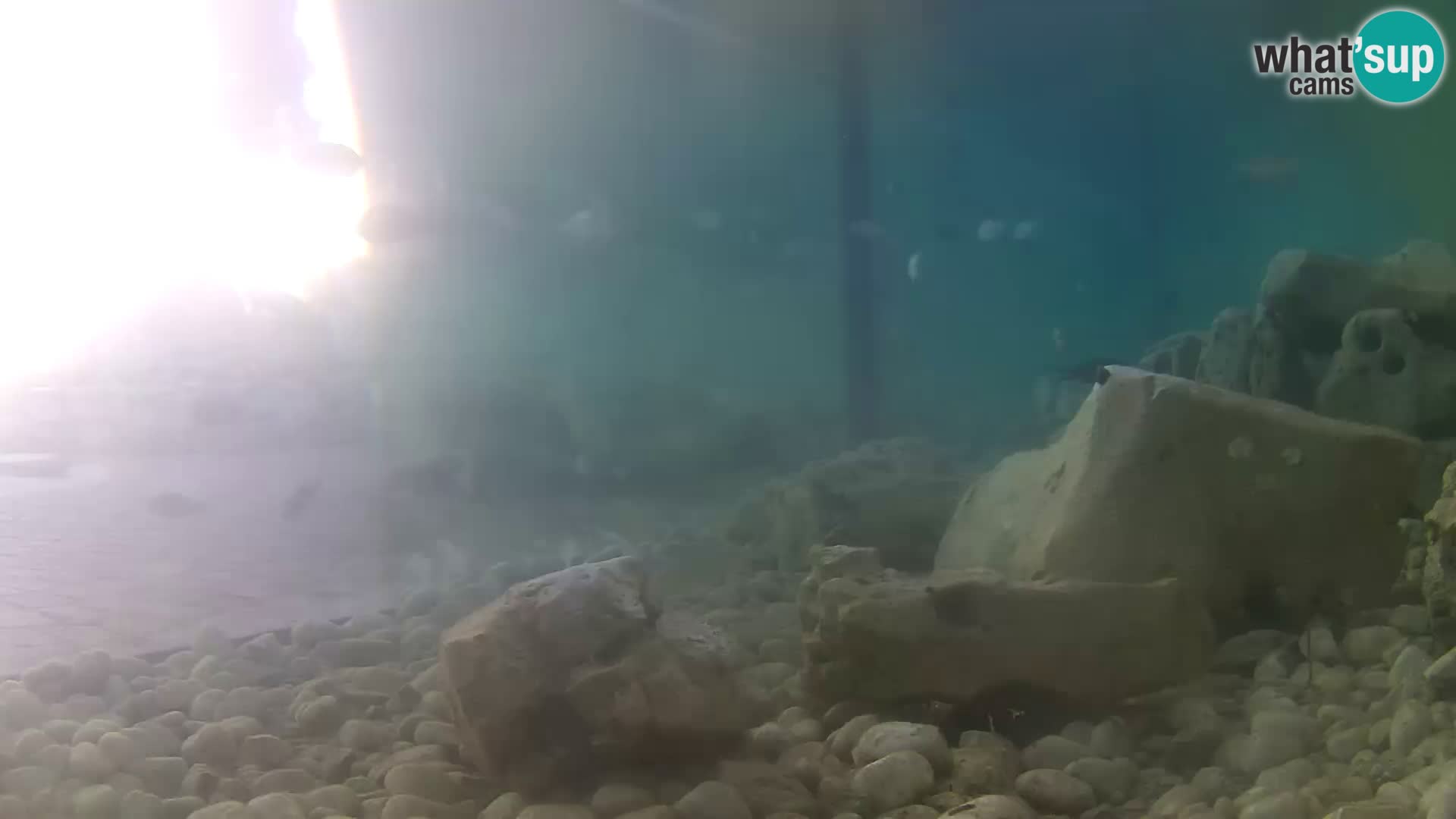 Zunanji morski akvarij Rogoznica spletna kamera Hrvaška