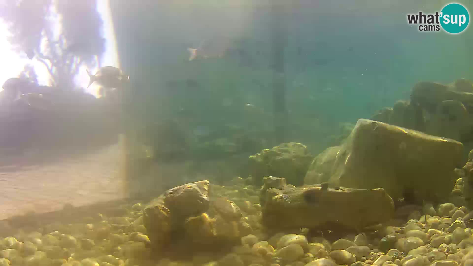 Marine Aquarium im Freien Rogoznica webcam Kroatien