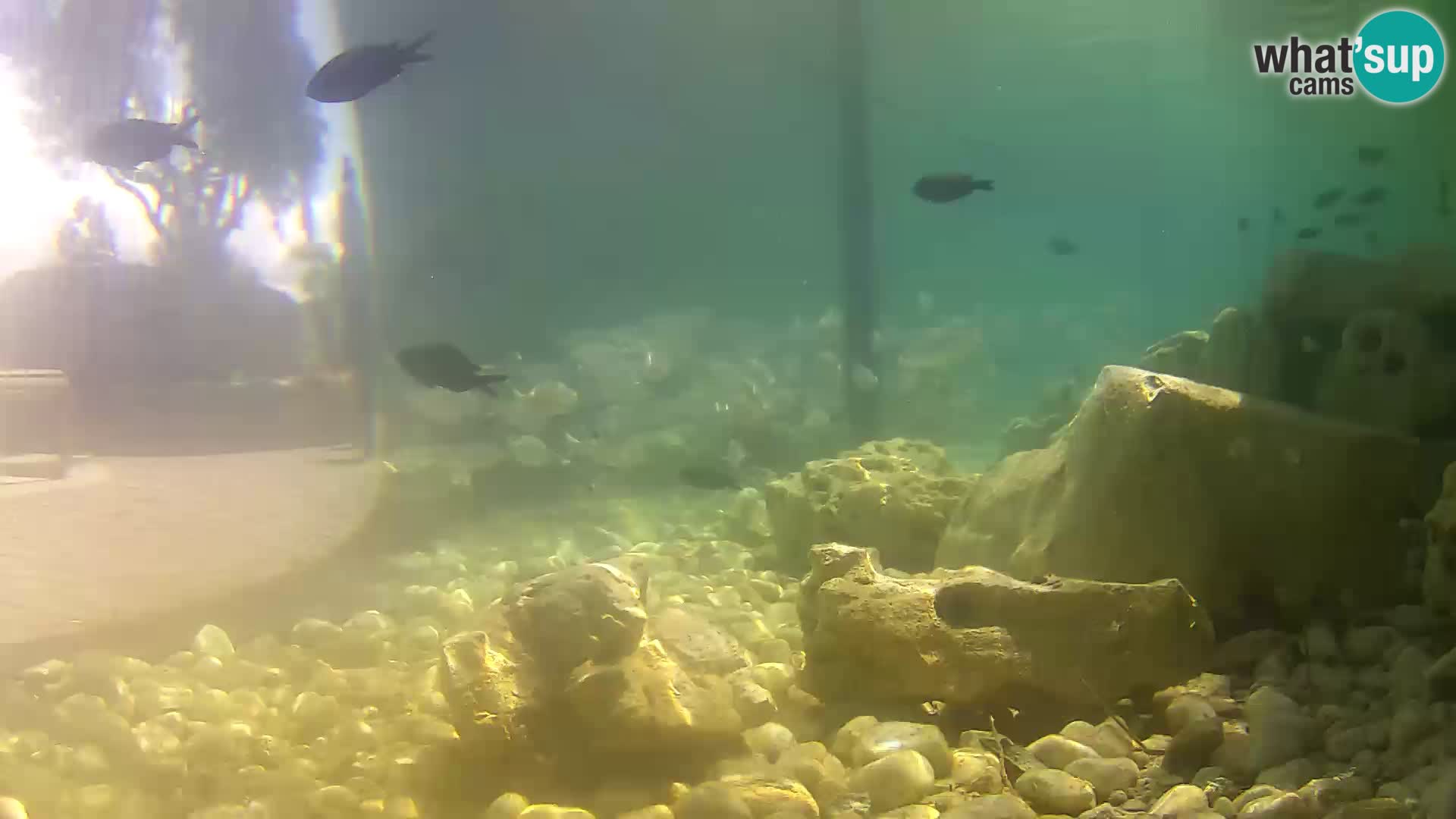 Outdoor Marine Aquarium Rogoznica webcam Croatia