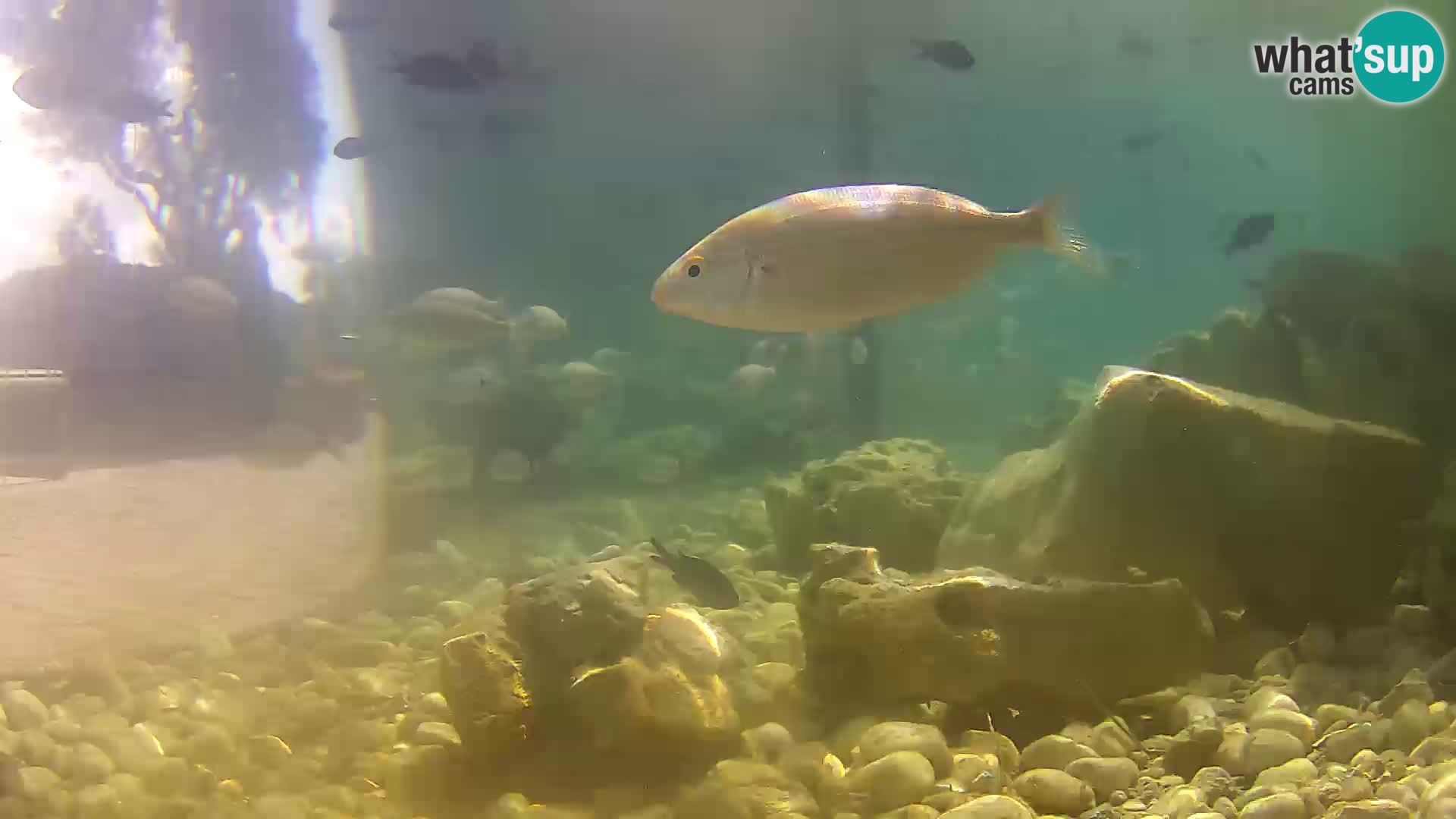 Marine Aquarium im Freien Rogoznica webcam Kroatien