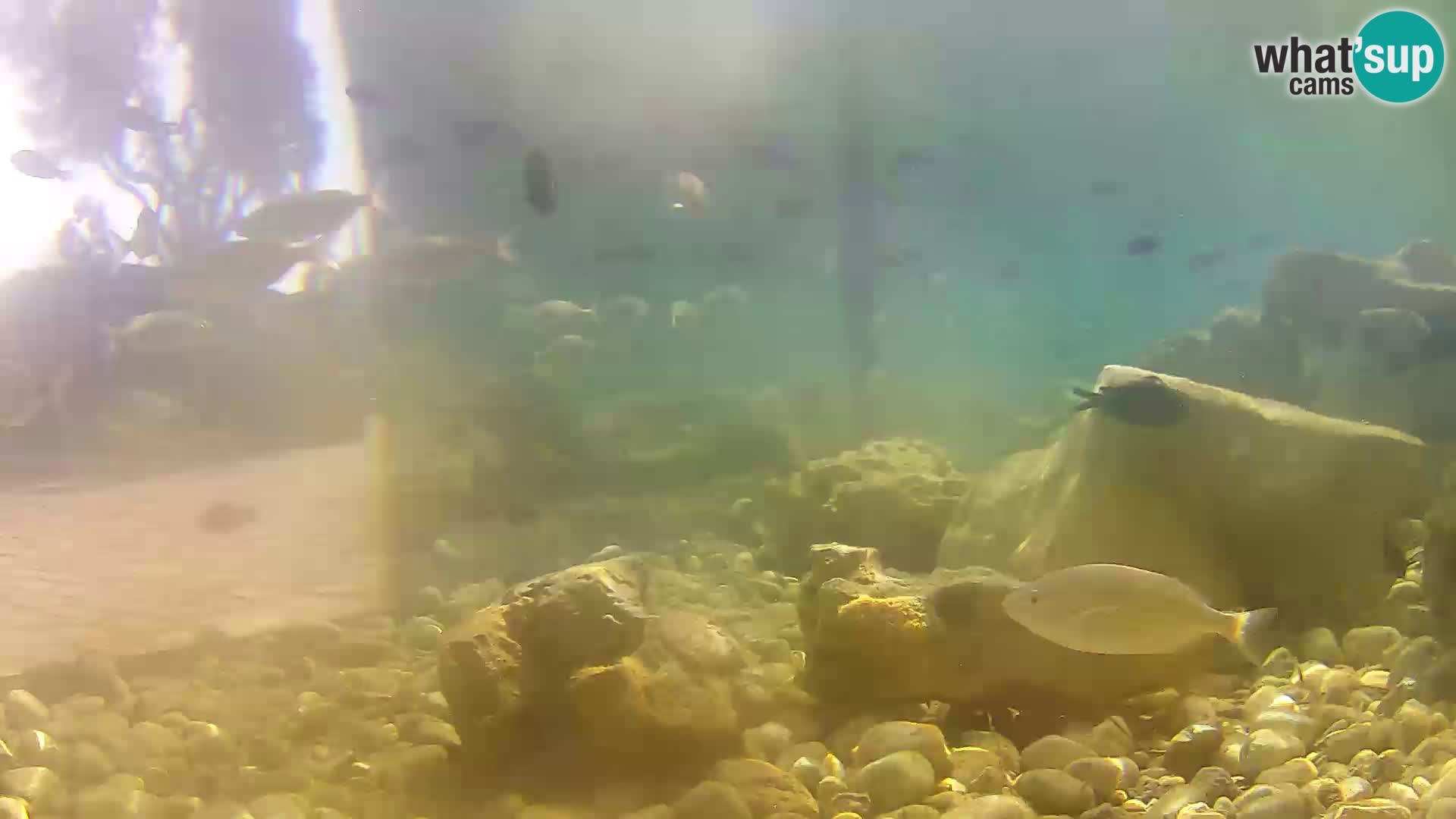 Acuario marino al aire libre Rogoznica webcam Croacia