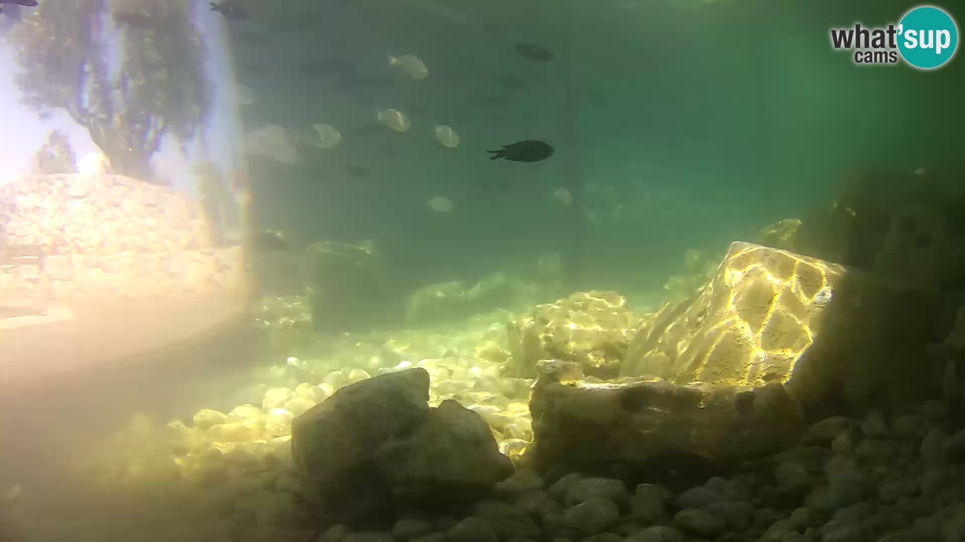 Aquario marino esterno –  Rogoznica livecam Croazia