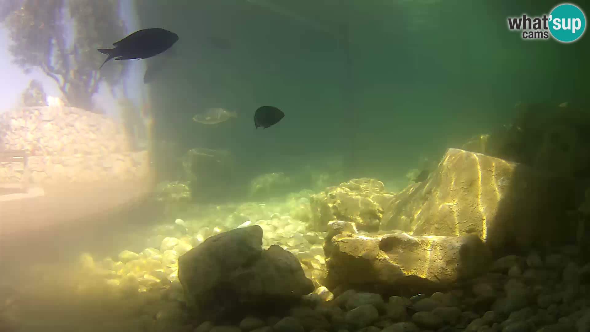 Webcam de l’aquarium marin extérieur de Rogoznica Croatie