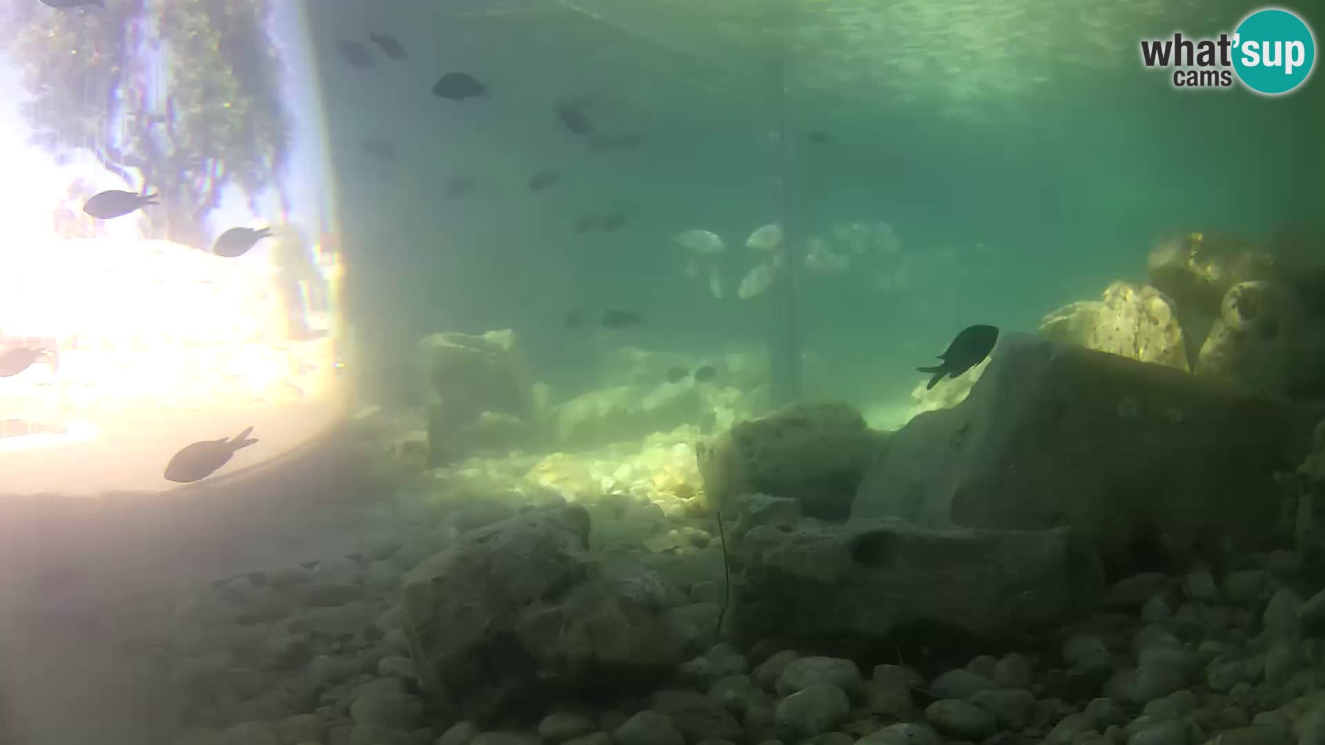 Webcam de l’aquarium marin extérieur de Rogoznica Croatie