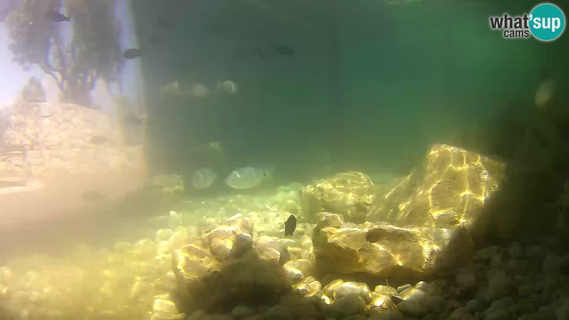 Aquario marino esterno –  Rogoznica livecam Croazia