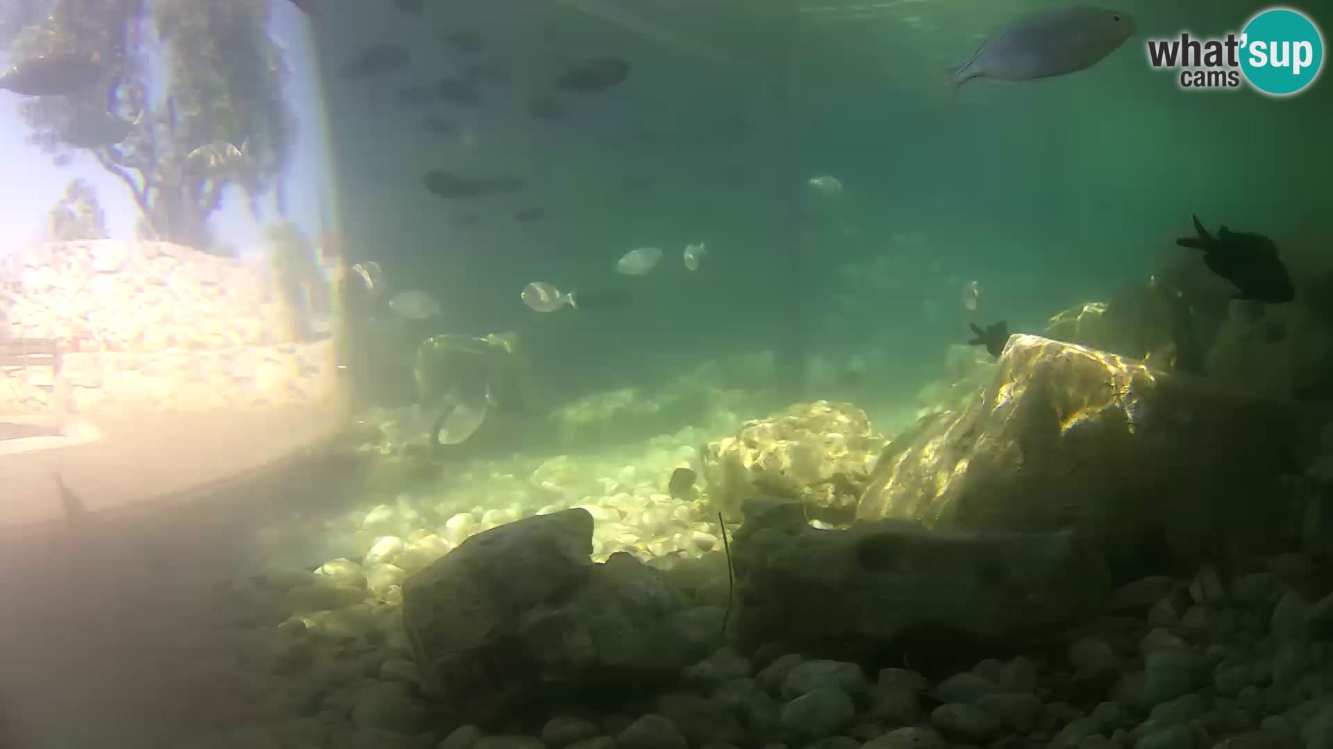 Webcam de l’aquarium marin extérieur de Rogoznica Croatie