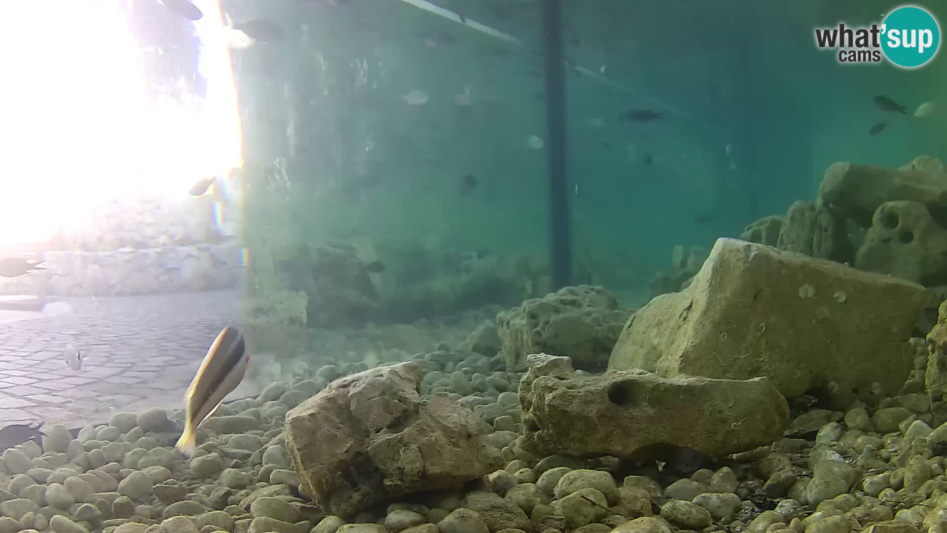Aquario marino esterno –  Rogoznica livecam Croazia