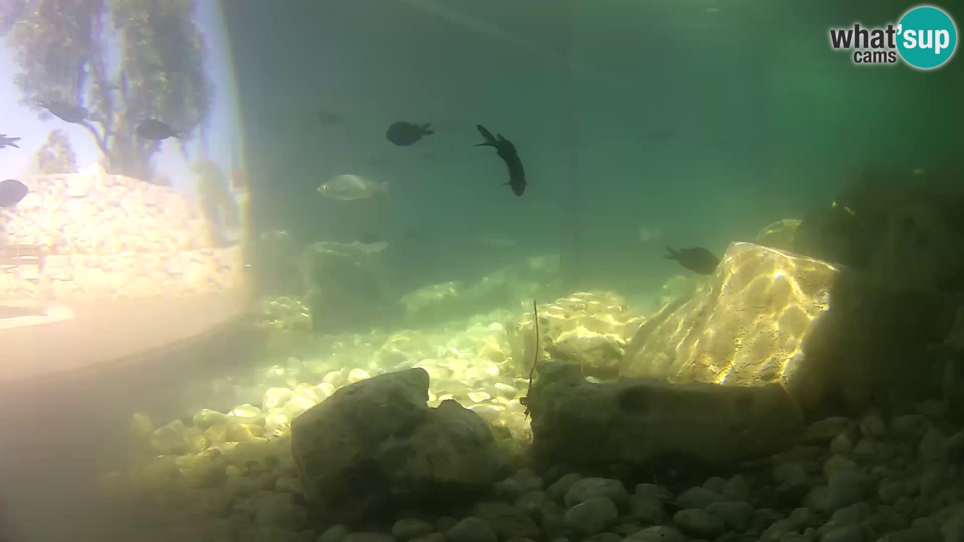 Aquario marino esterno –  Rogoznica livecam Croazia