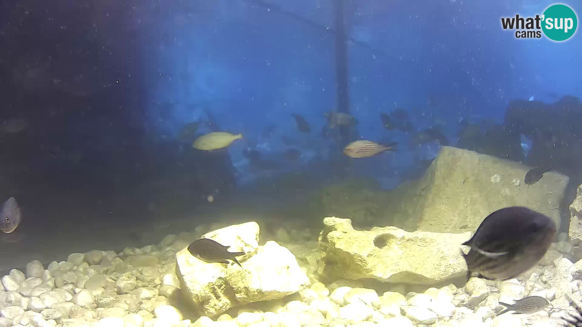 Outdoor Marine Aquarium Rogoznica webcam Croatia
