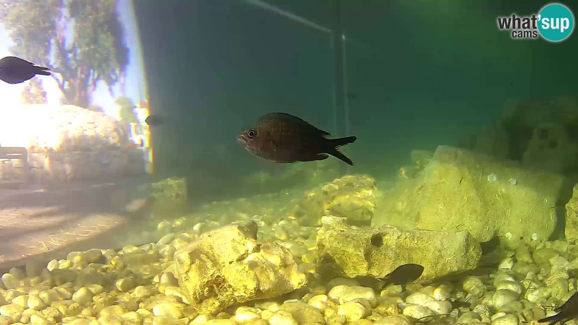 Outdoor Marine Aquarium Rogoznica webcam Croatia